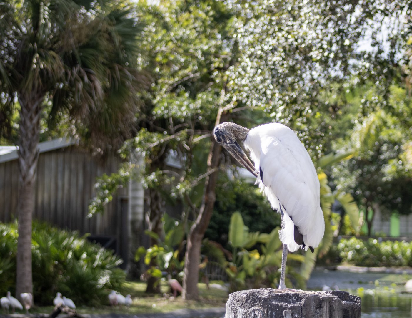 Wood Stork
