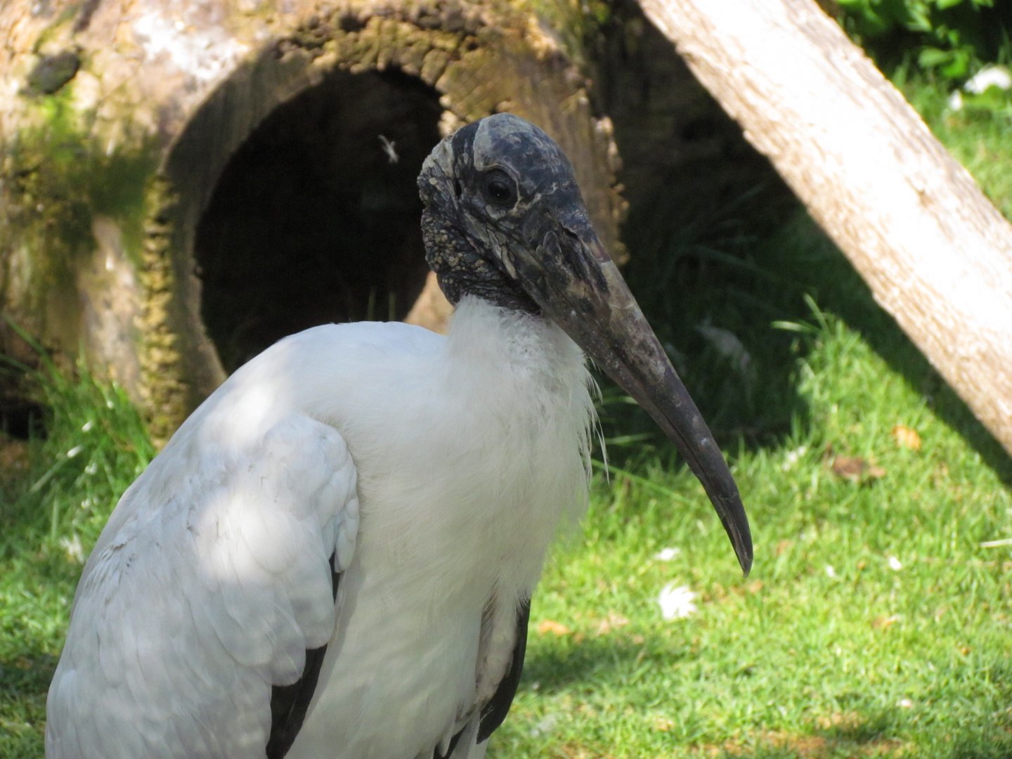 Wood Stork