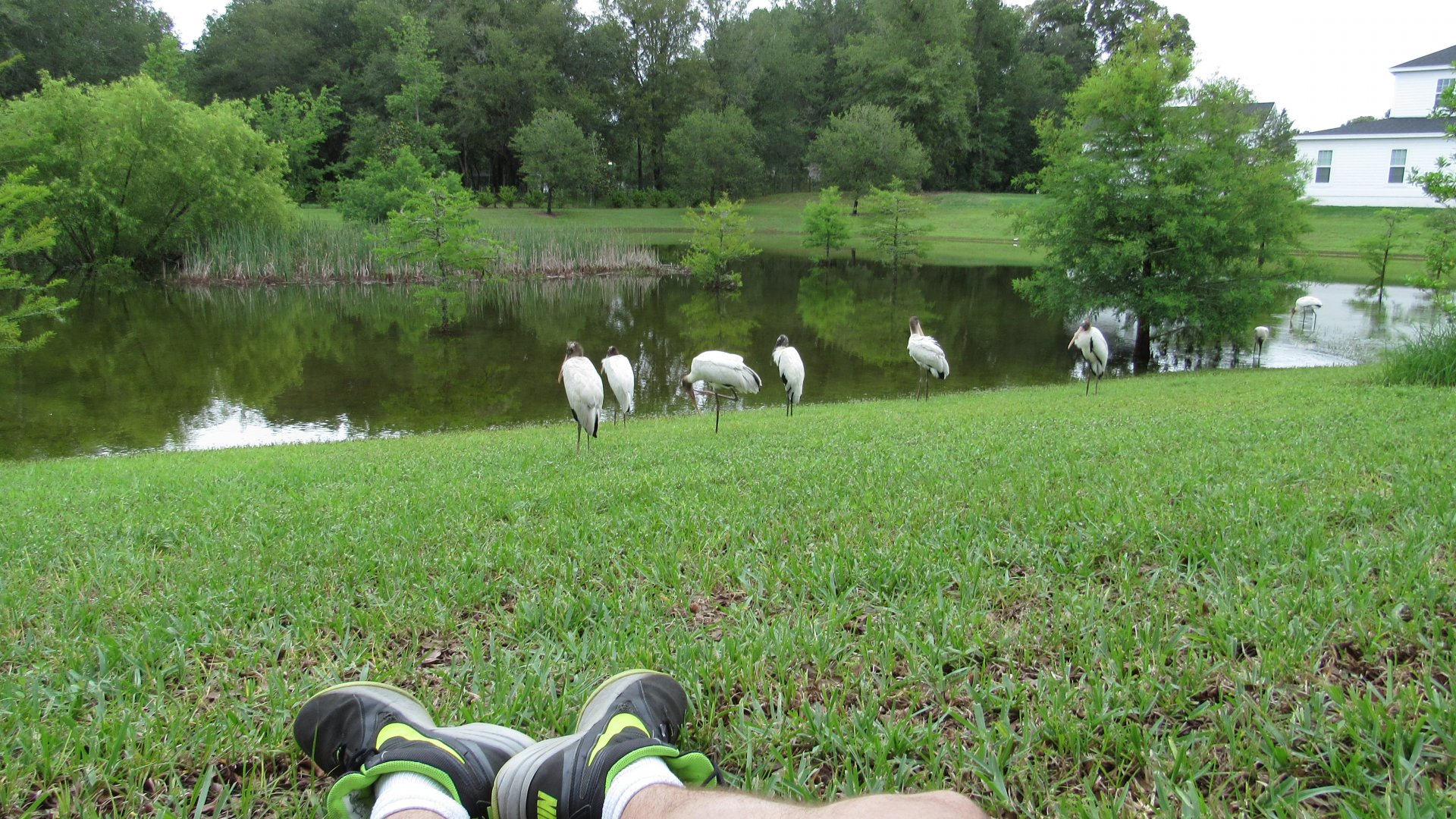Wood Storks 10 Feet Away