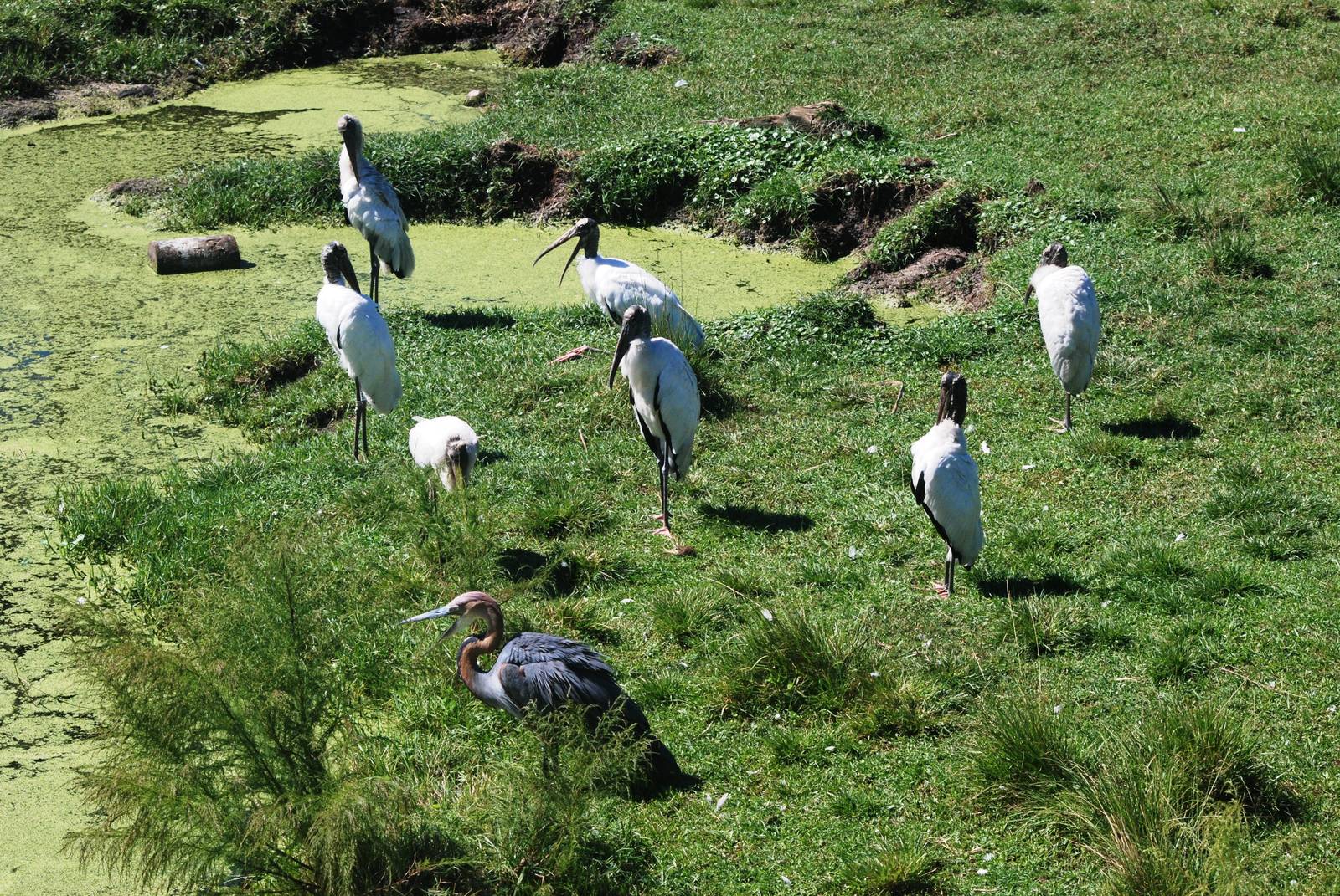 Wood Storks and Goliath Heron at Jacksonville, 10/10/13