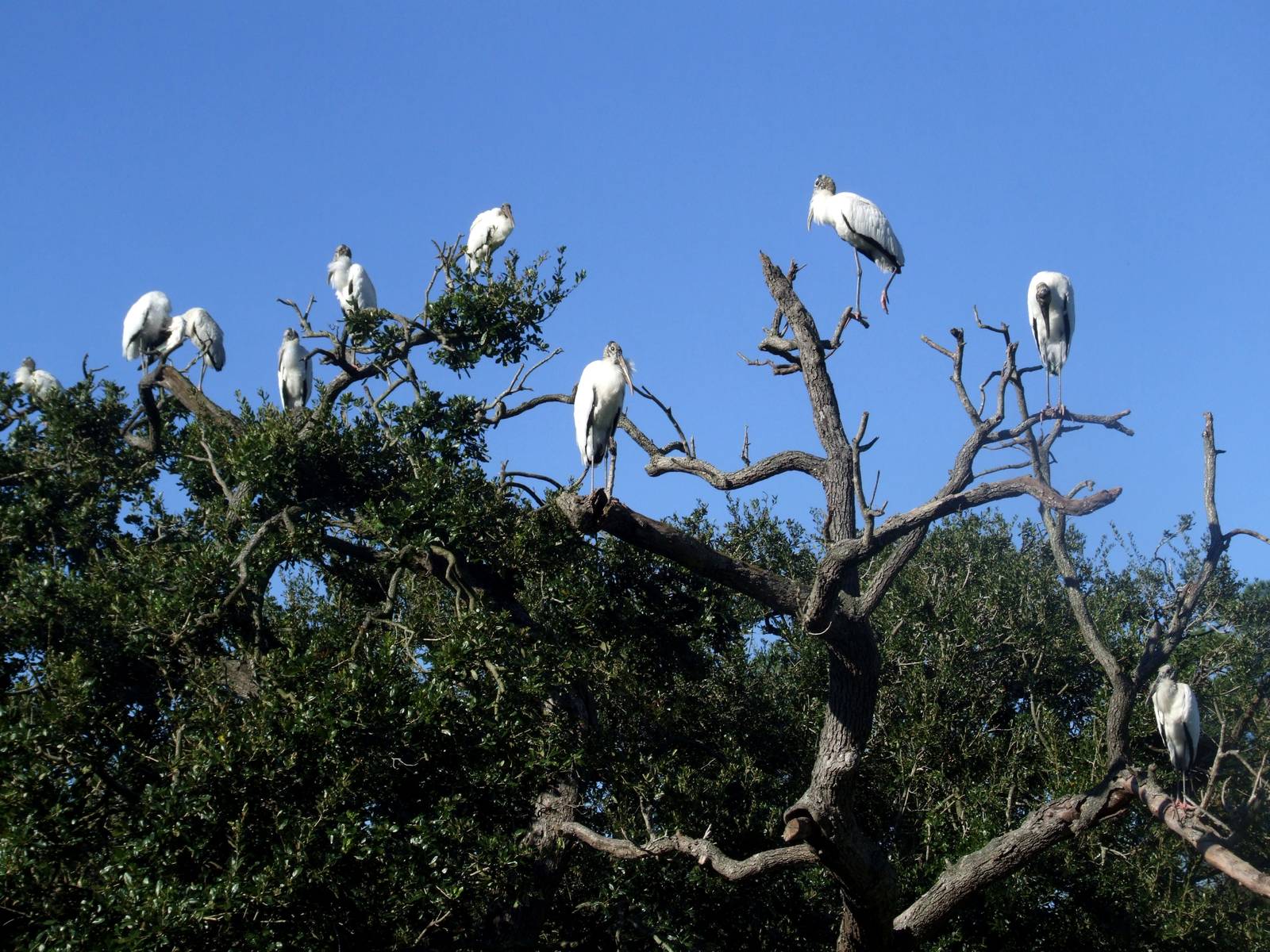 Wood Storks at Jacksonville, 10/10/13