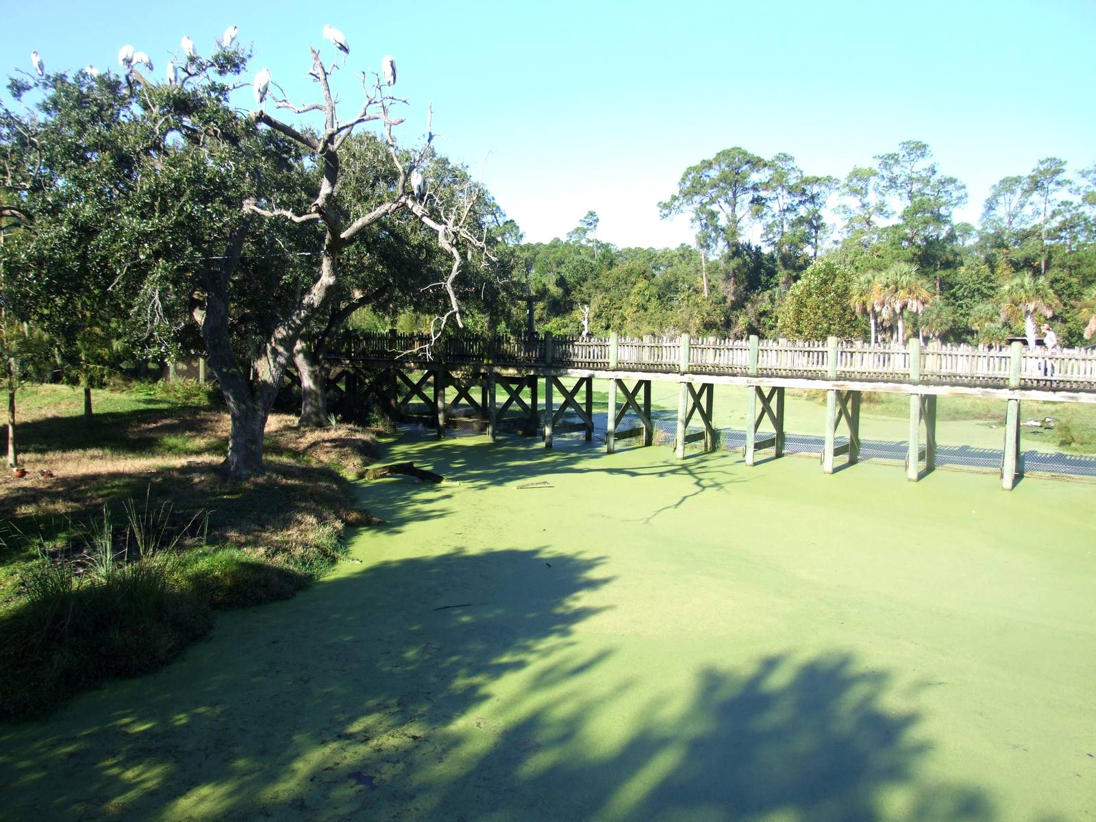 Wood Storks at Jacksonville, 10/10/13