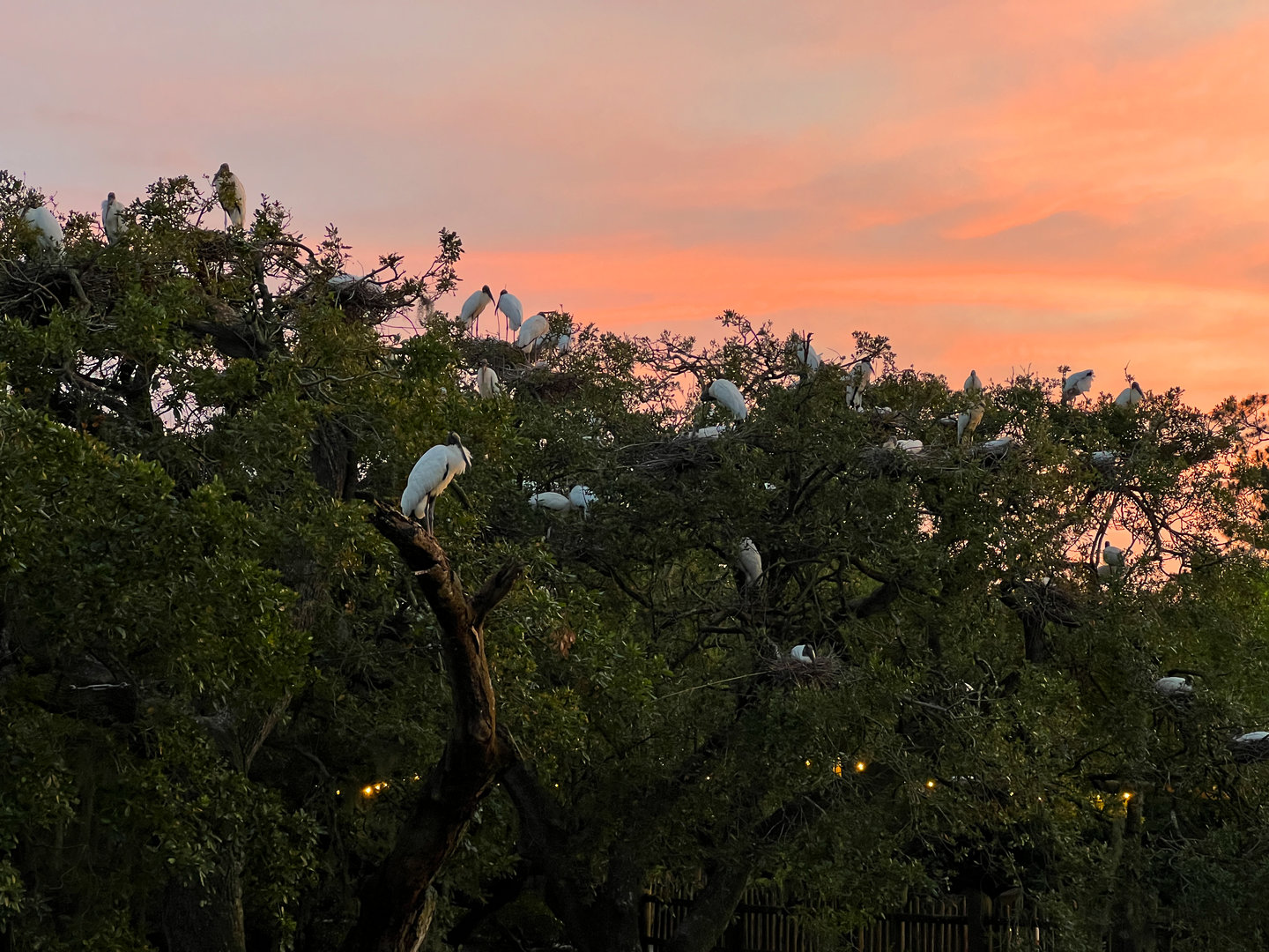 Wood Storks At Sunset