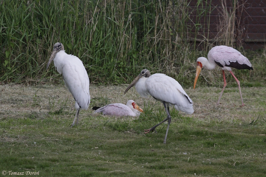 Wood Storks (Mycteria americana) - probable last two birds in Europe