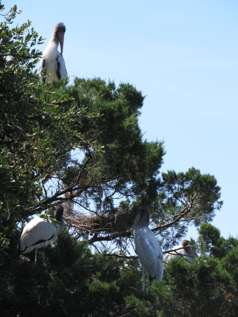 Wood Storks (Mycteria americana)