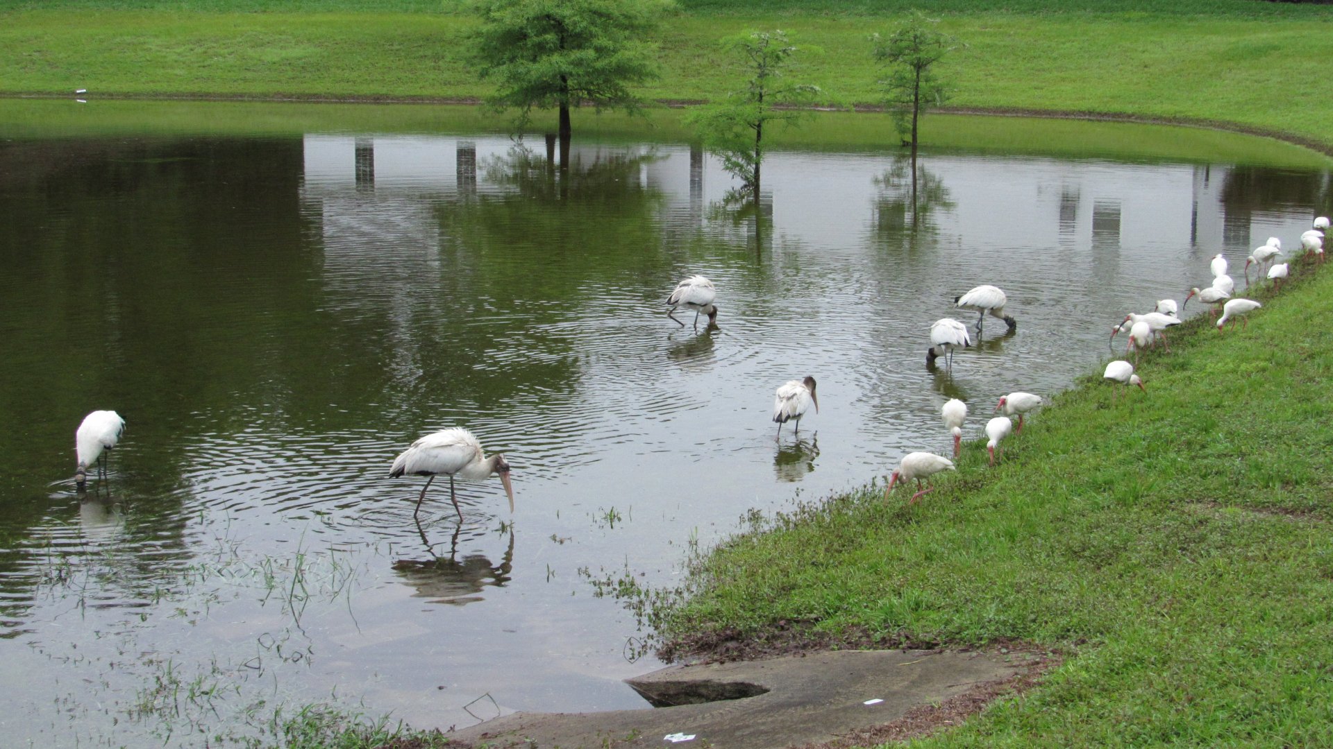 Wood Storks & White Ibises