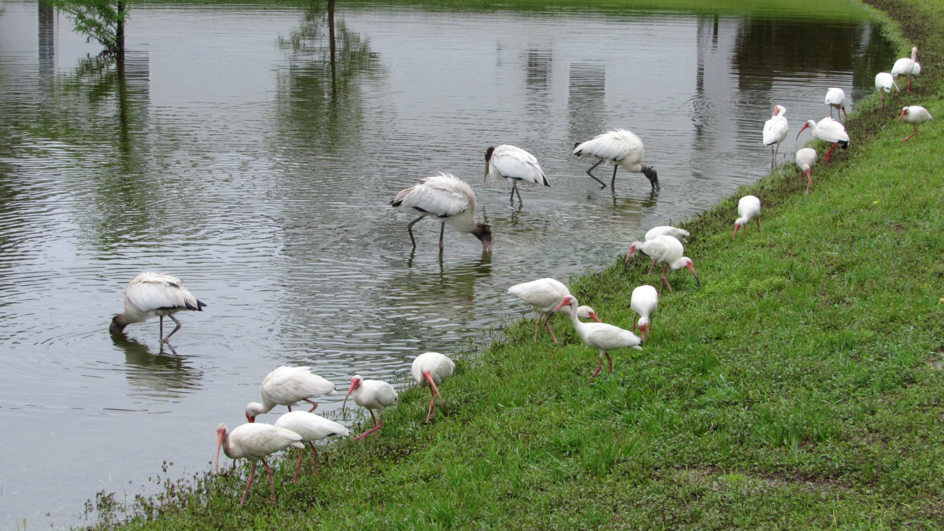 Wood Storks & White Ibises