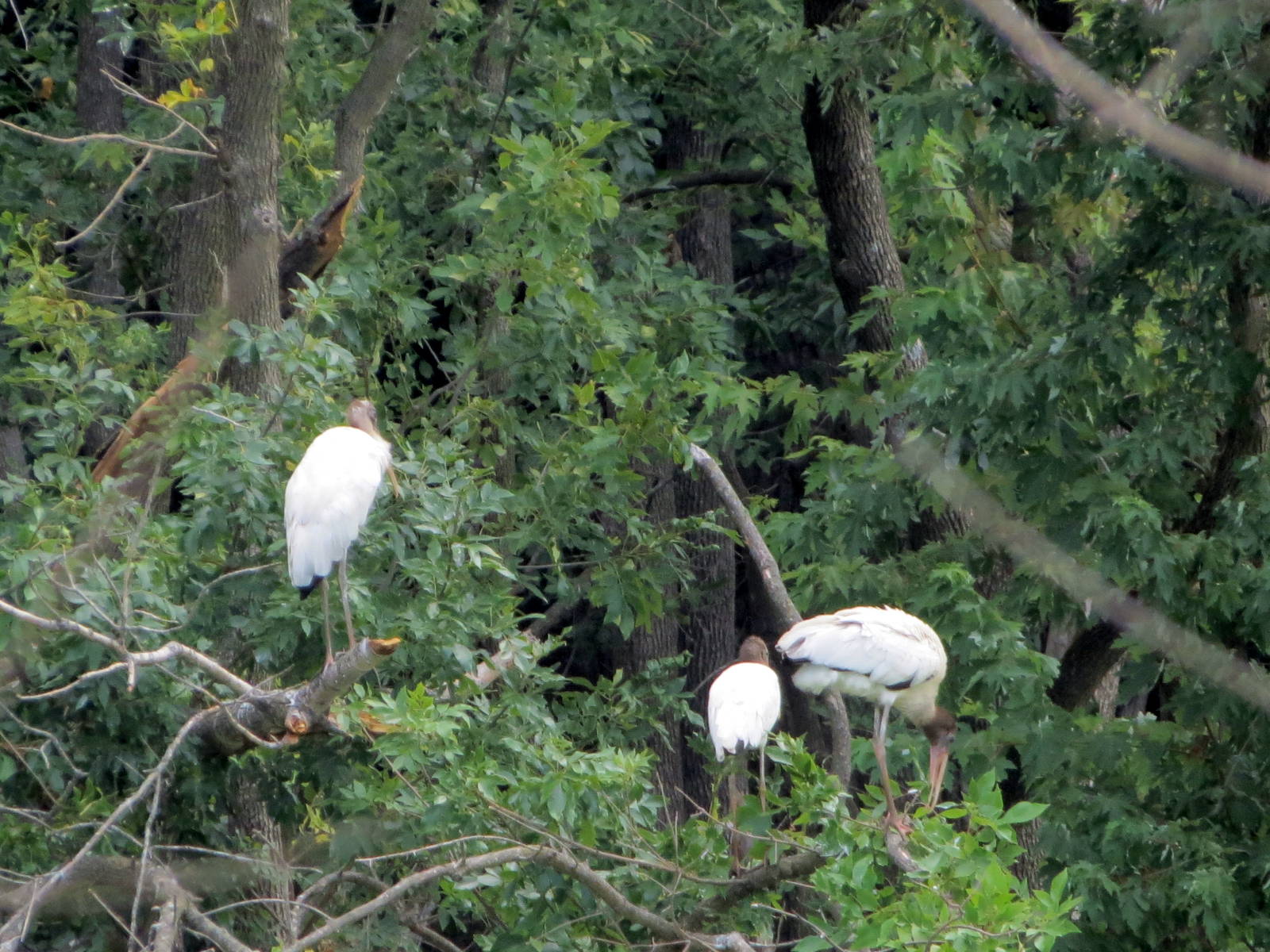 Wood Storks