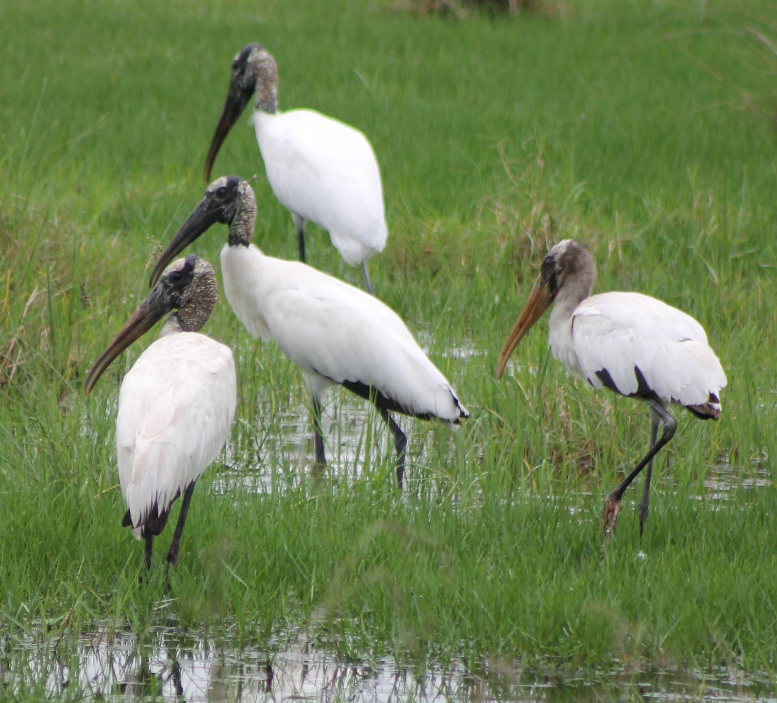 Wood storks
