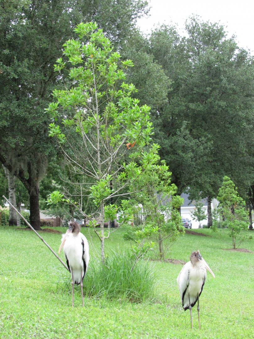 Wood Storks