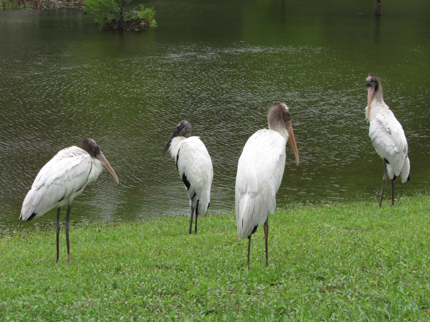 Wood Storks