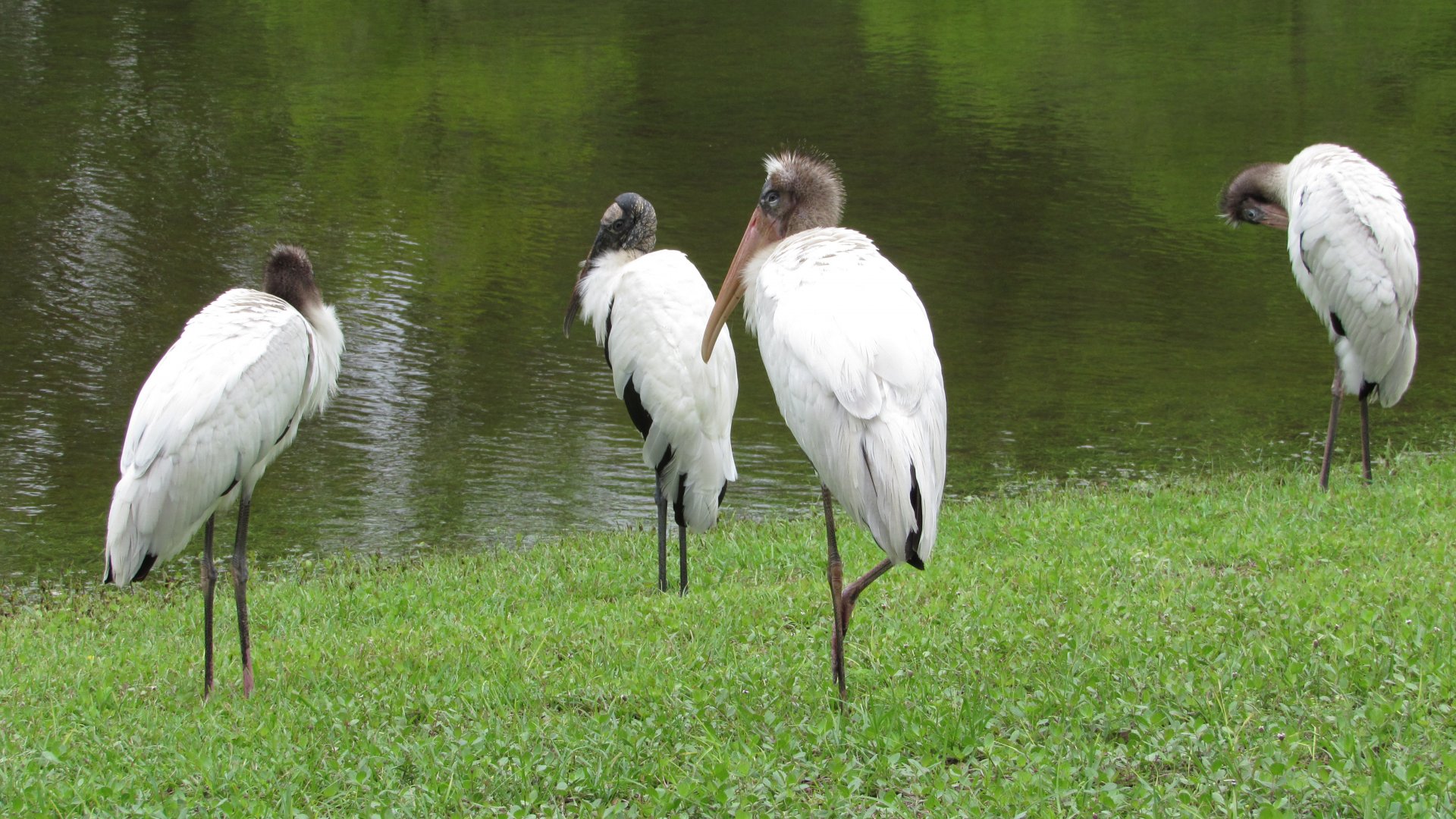 Wood Storks