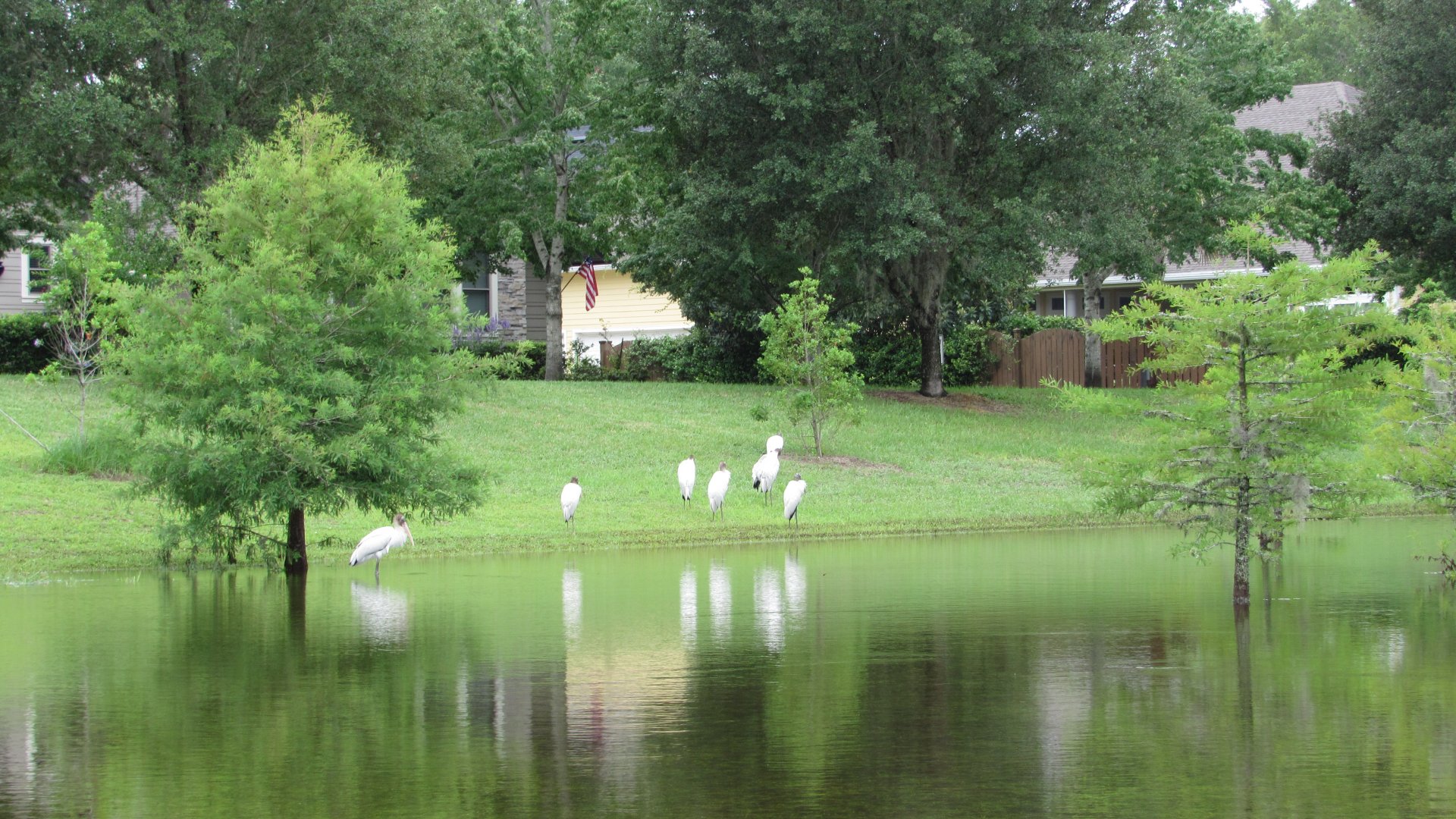 Wood Storks