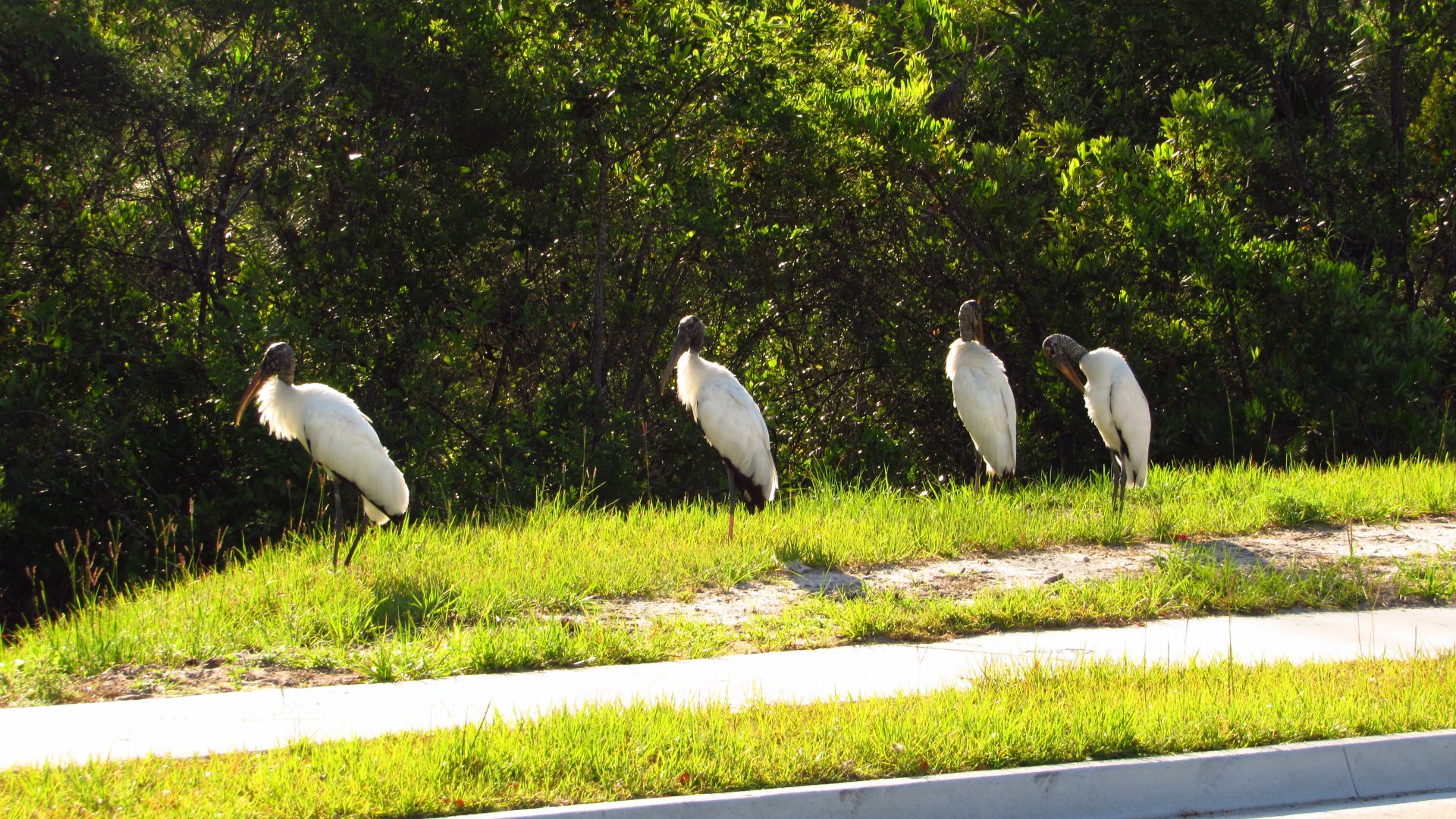 Wood Storks