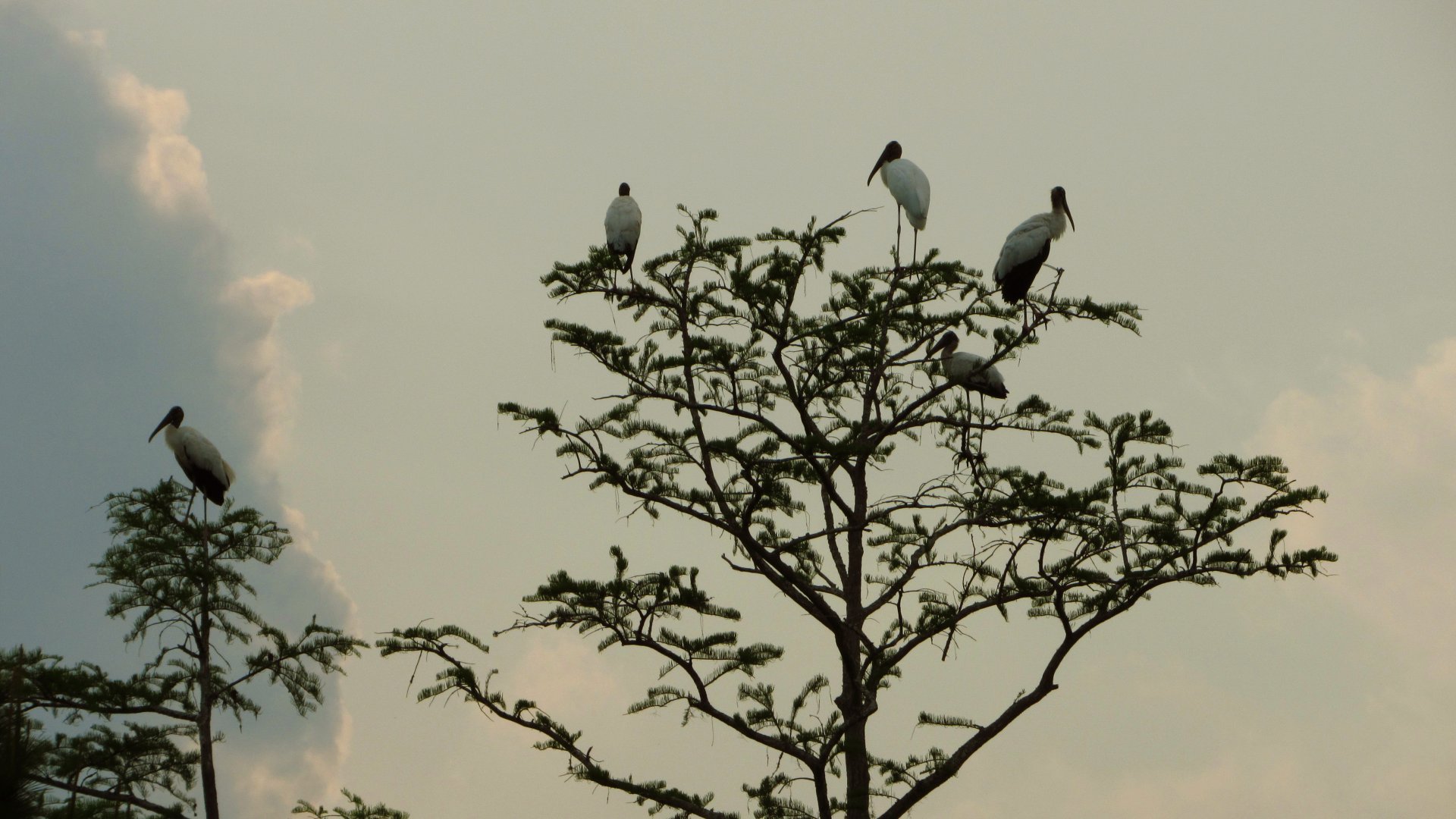 Wood Storks