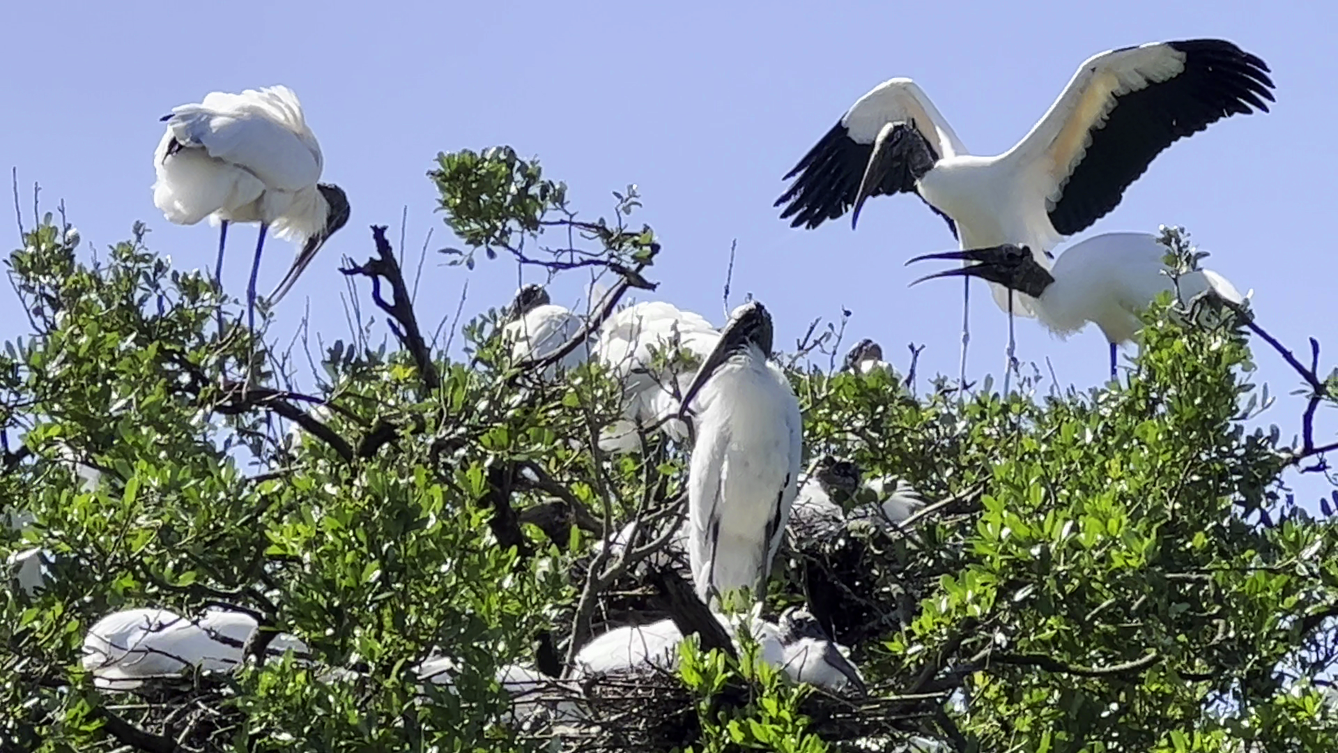 Wood Storks
