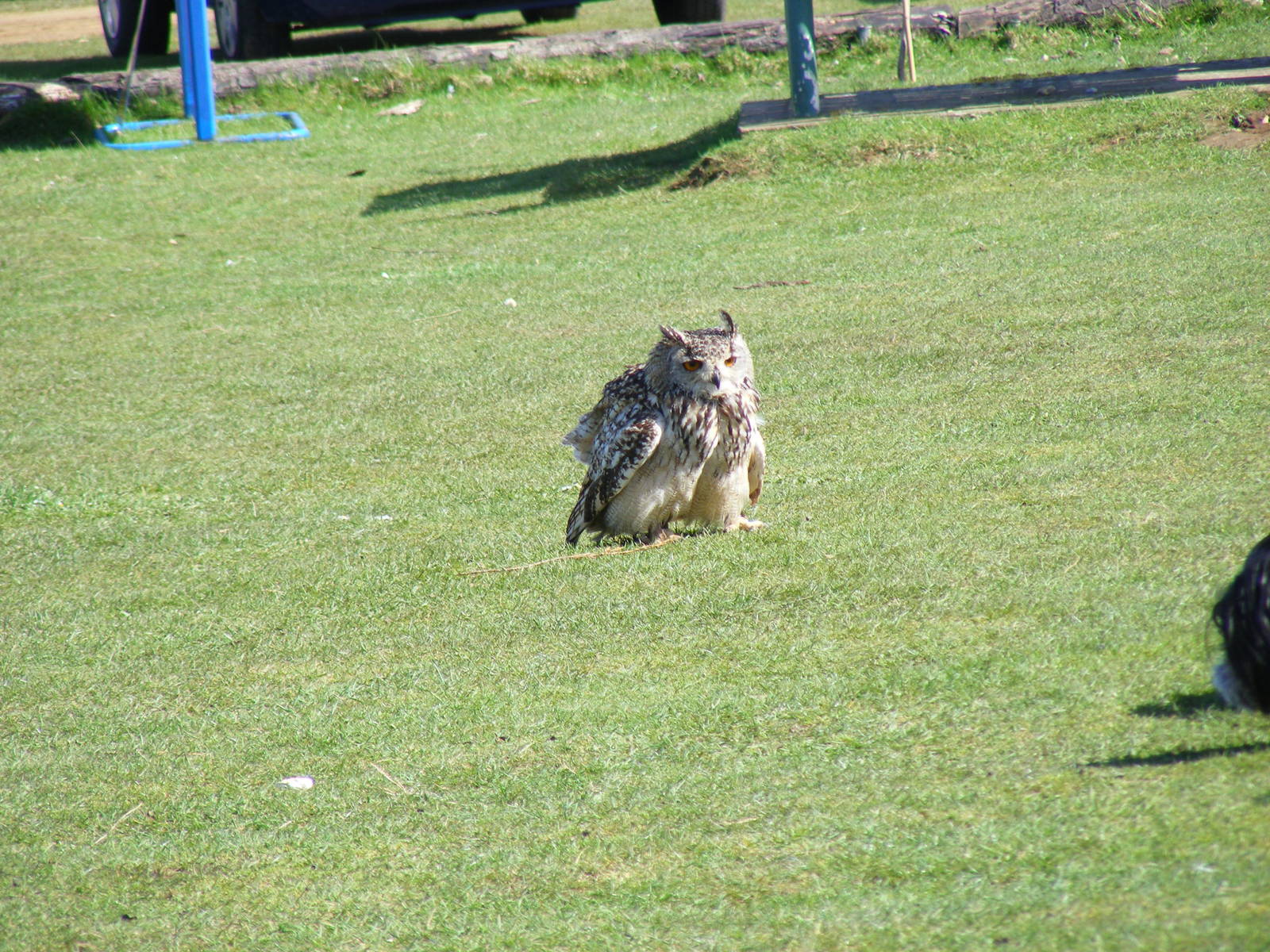 Wood the Indian eagle owl at Amazon World, 5 April 2010