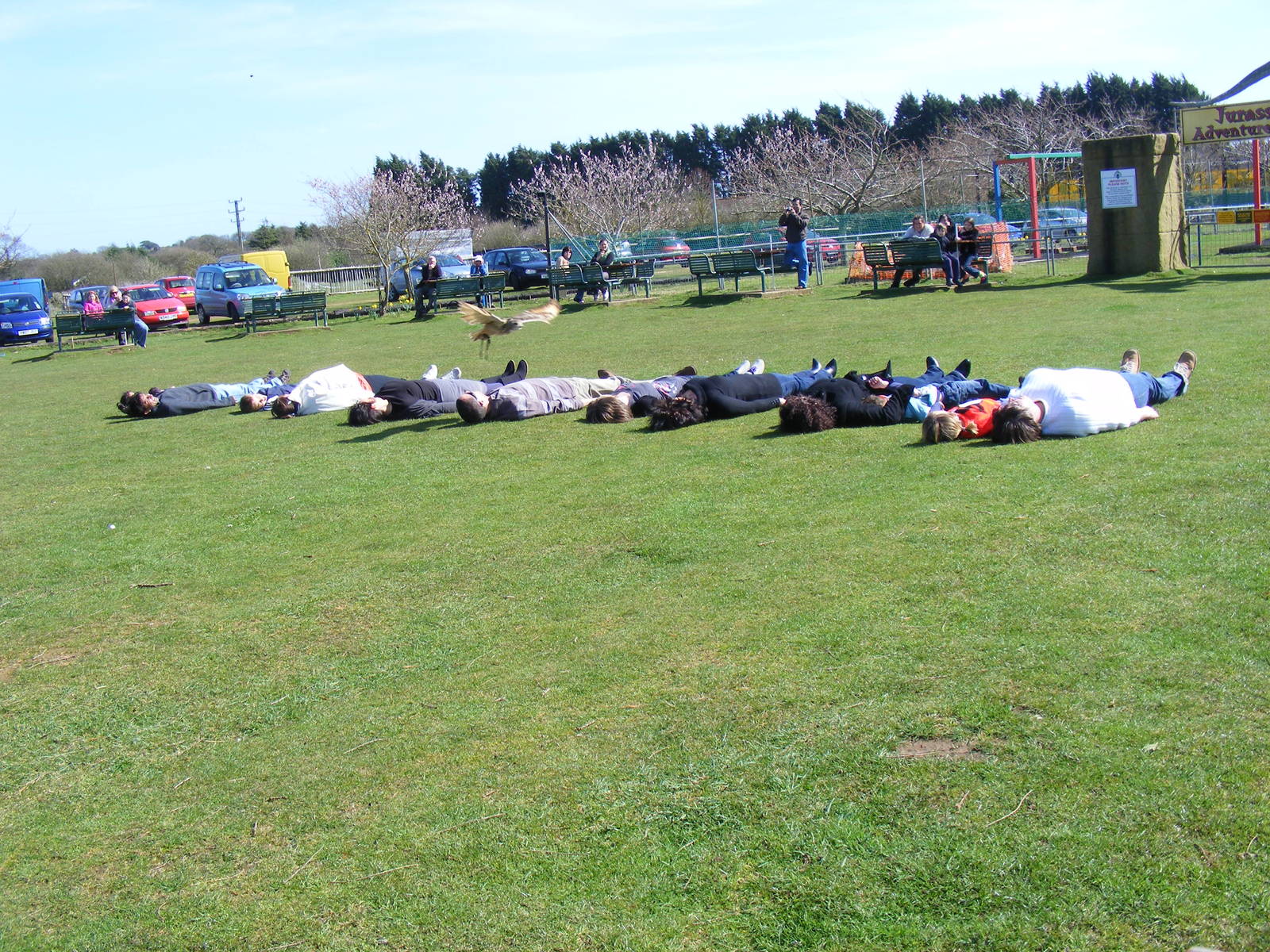 Wood the Indian eagle owl flying over a line of volunteers at Amazon World,
