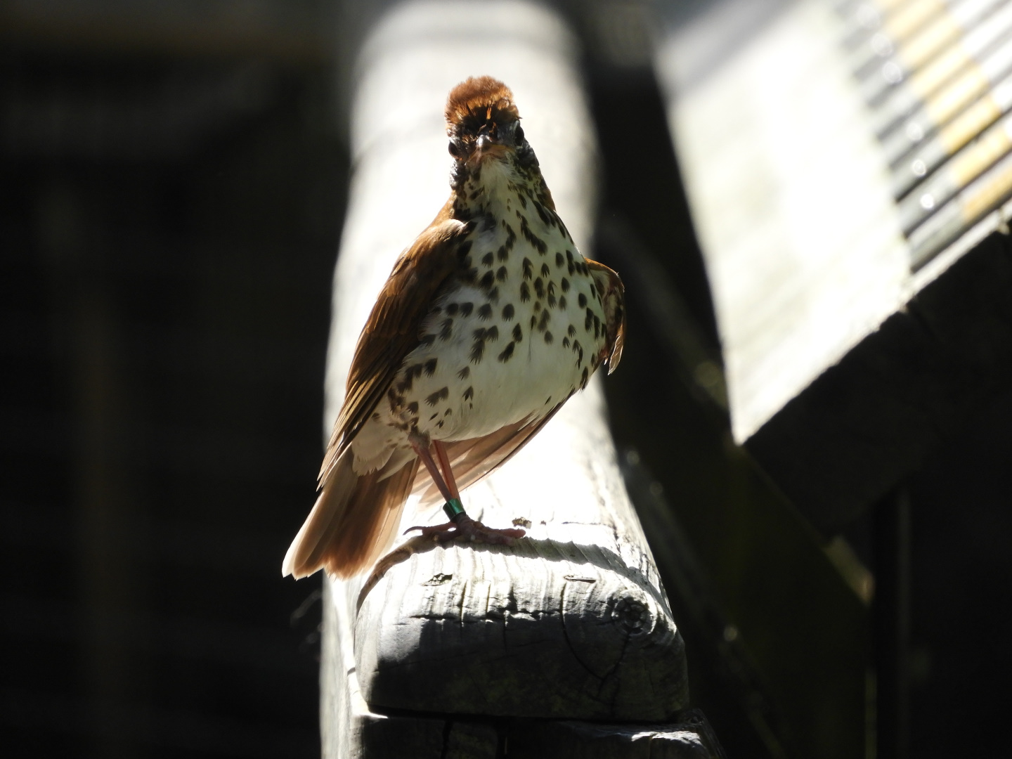 Wood Thrush (Hylocichla mustelina)