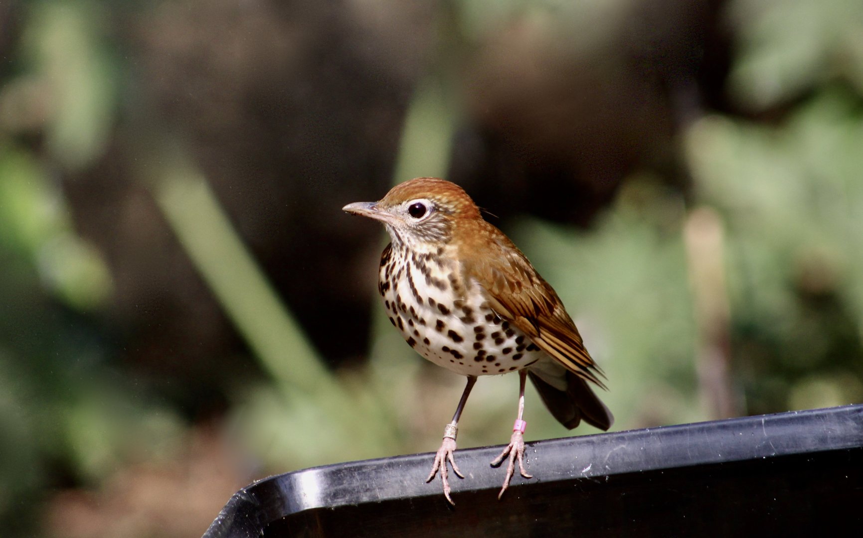 Wood Thrush (Hylocichla mustelina)