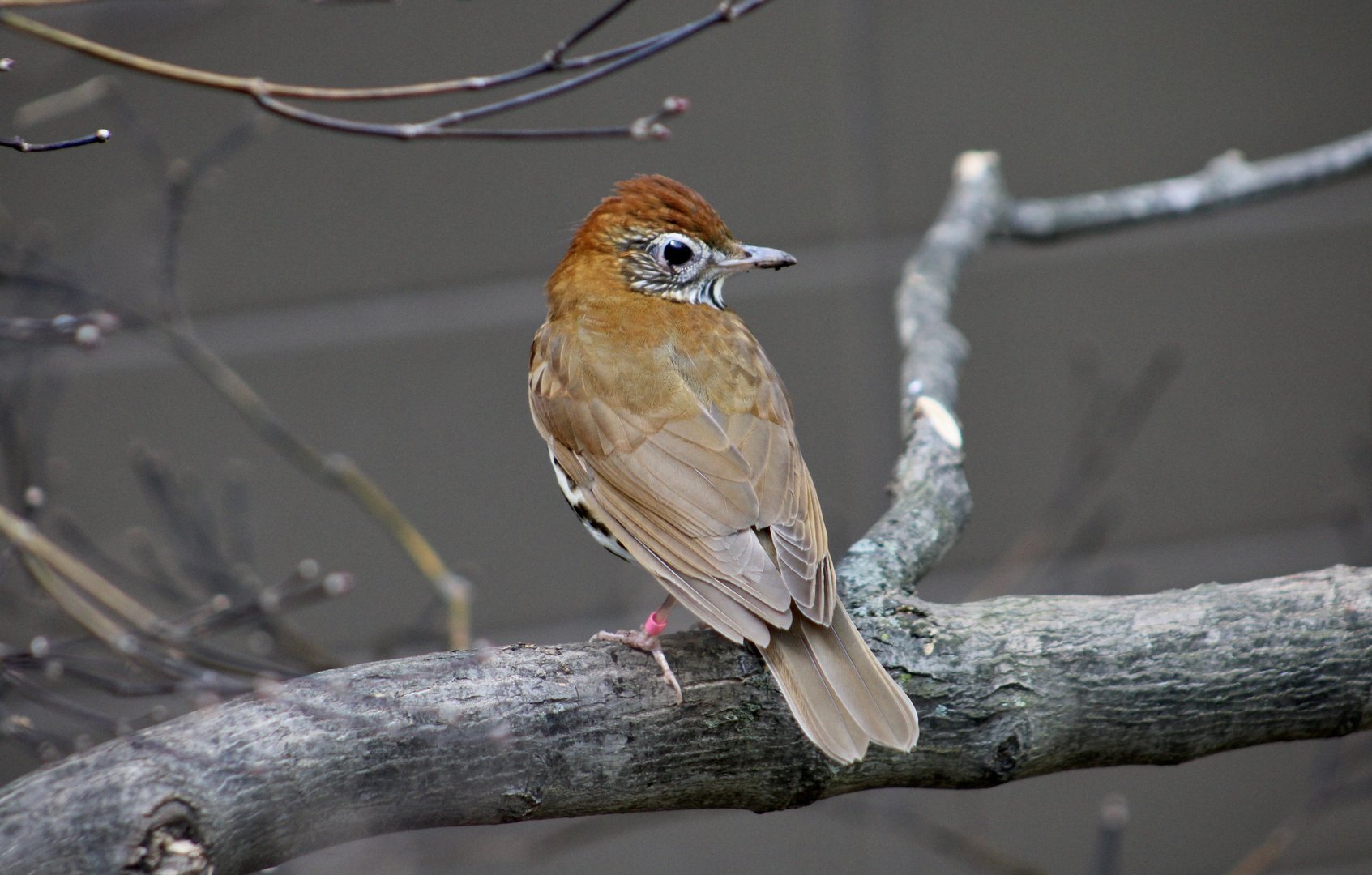 Wood Thrush (Hylocichla mustelina)