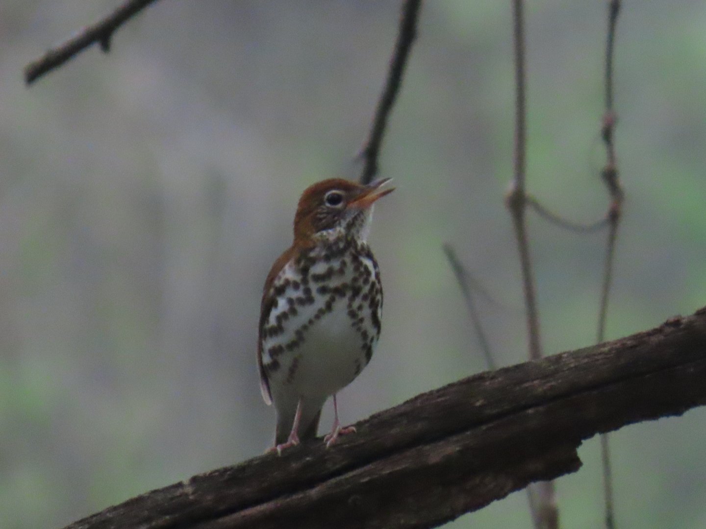 Wood Thrush (Hylocichla mustelina)