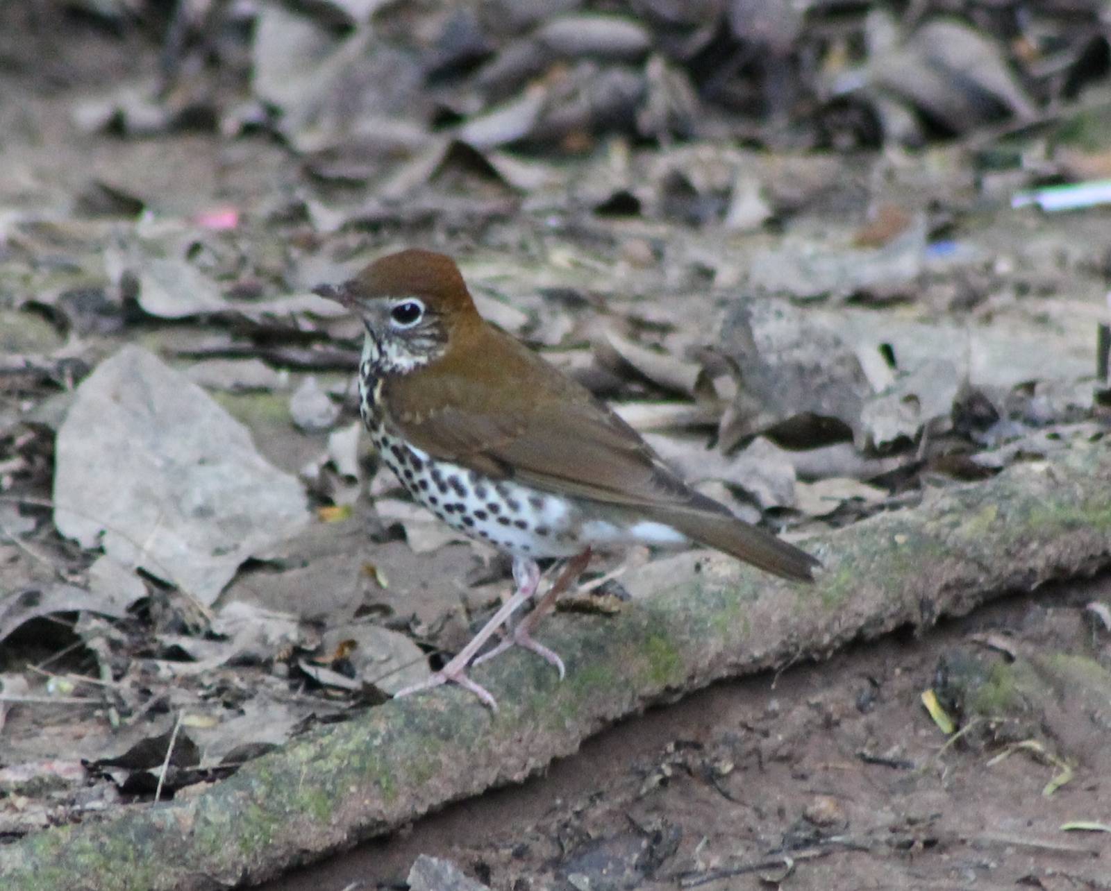 Wood thrush