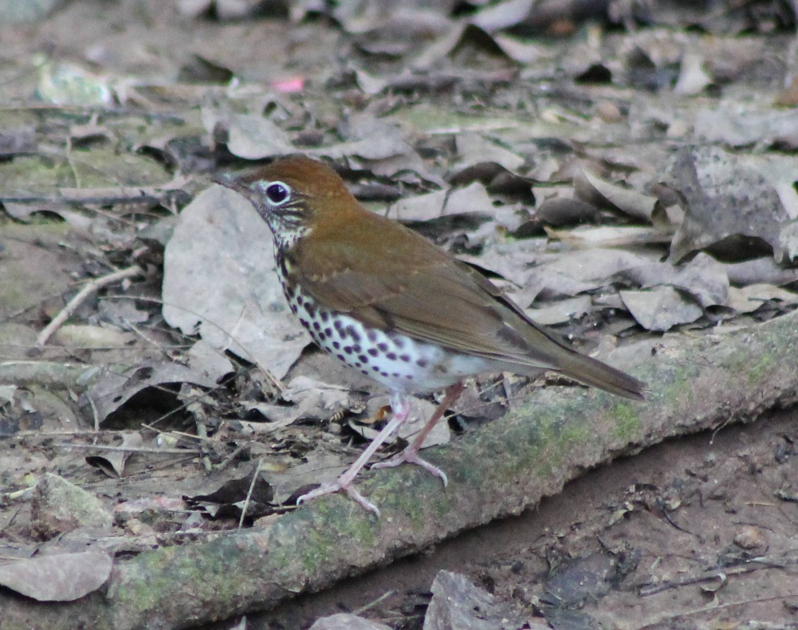 Wood thrush
