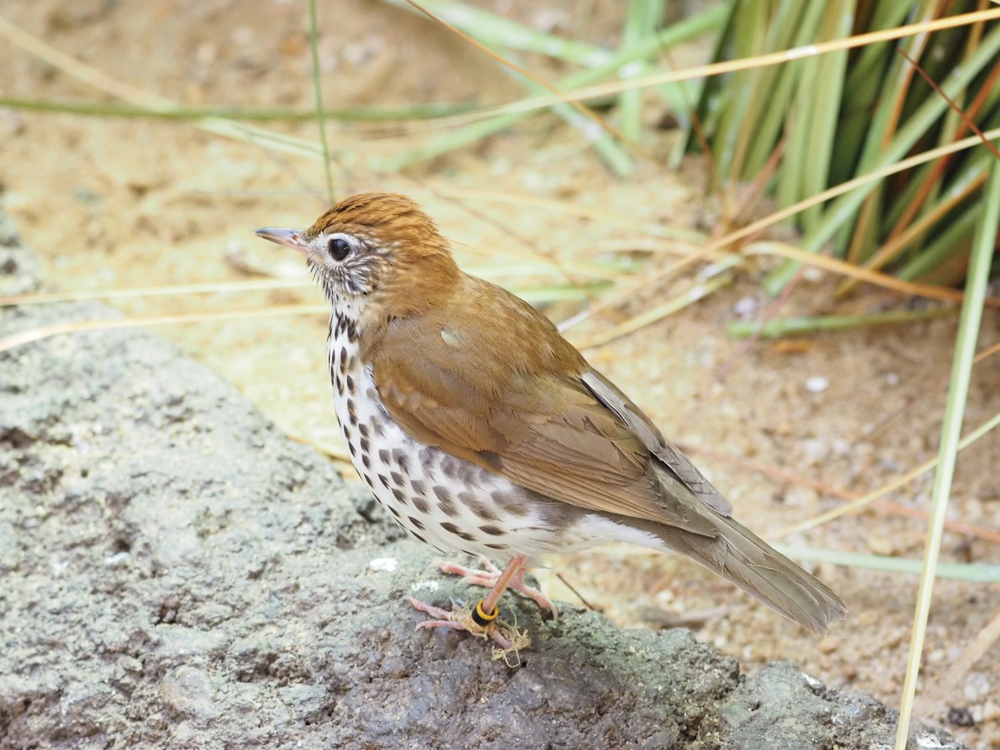 Wood Thrush