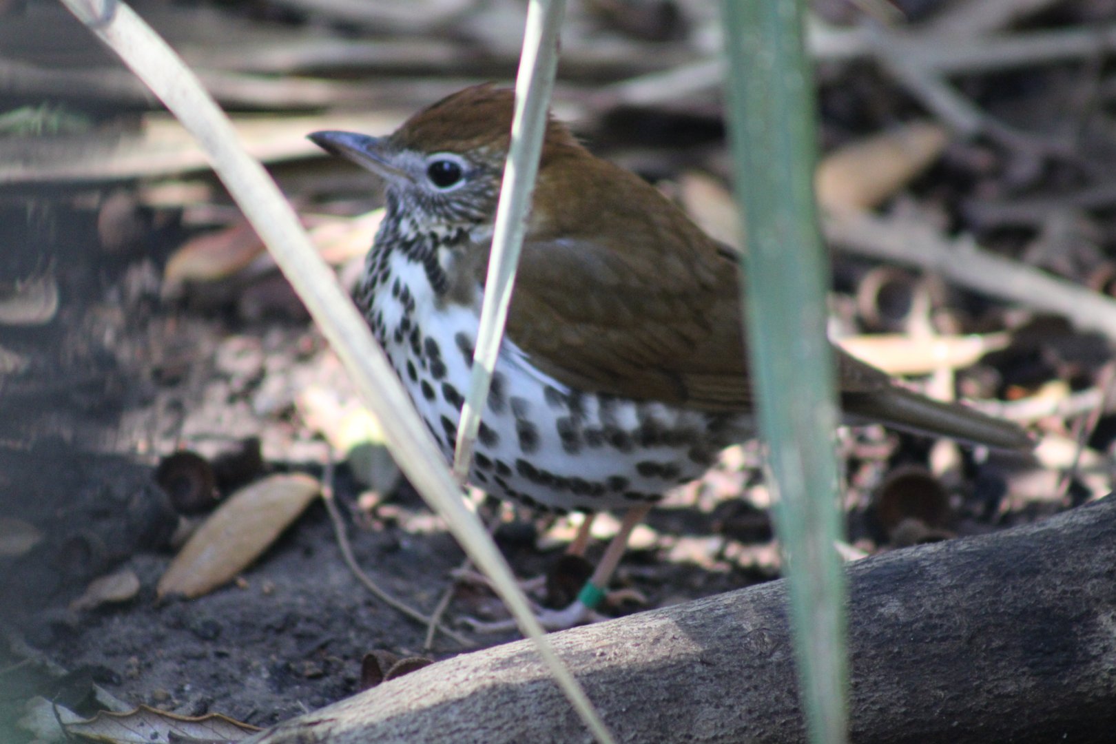 Wood Thrush