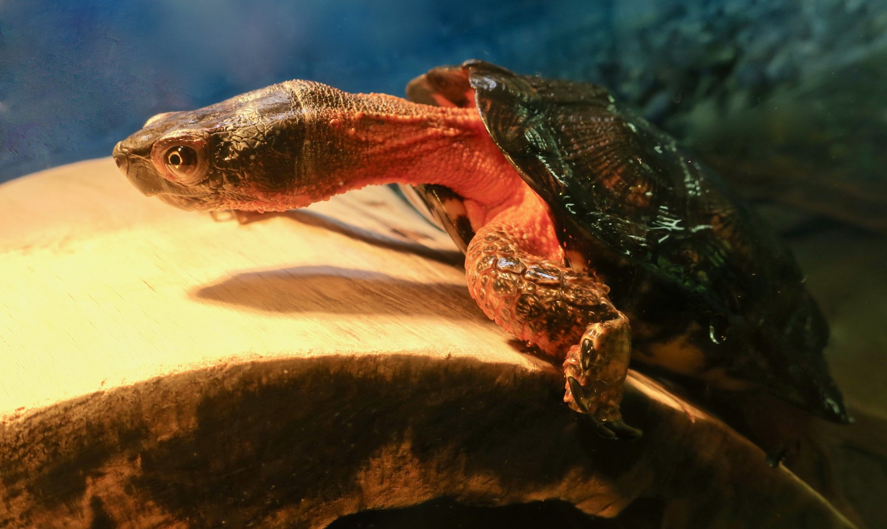 Wood Turtle (Glyptemys insculpta)