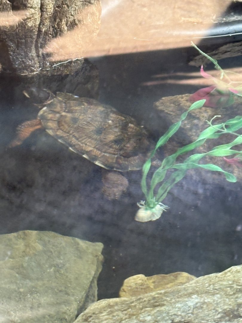 Wood Turtle - Seen January 26, 2025