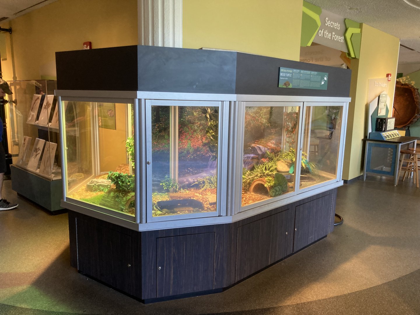 Wood Turtle Terrarium