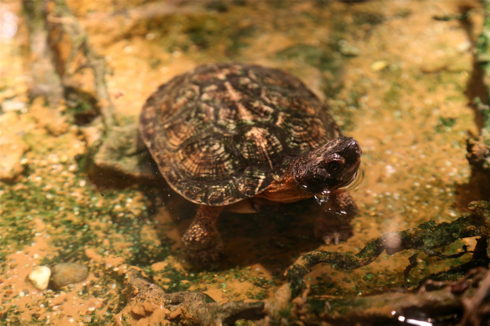 Wood Turtle