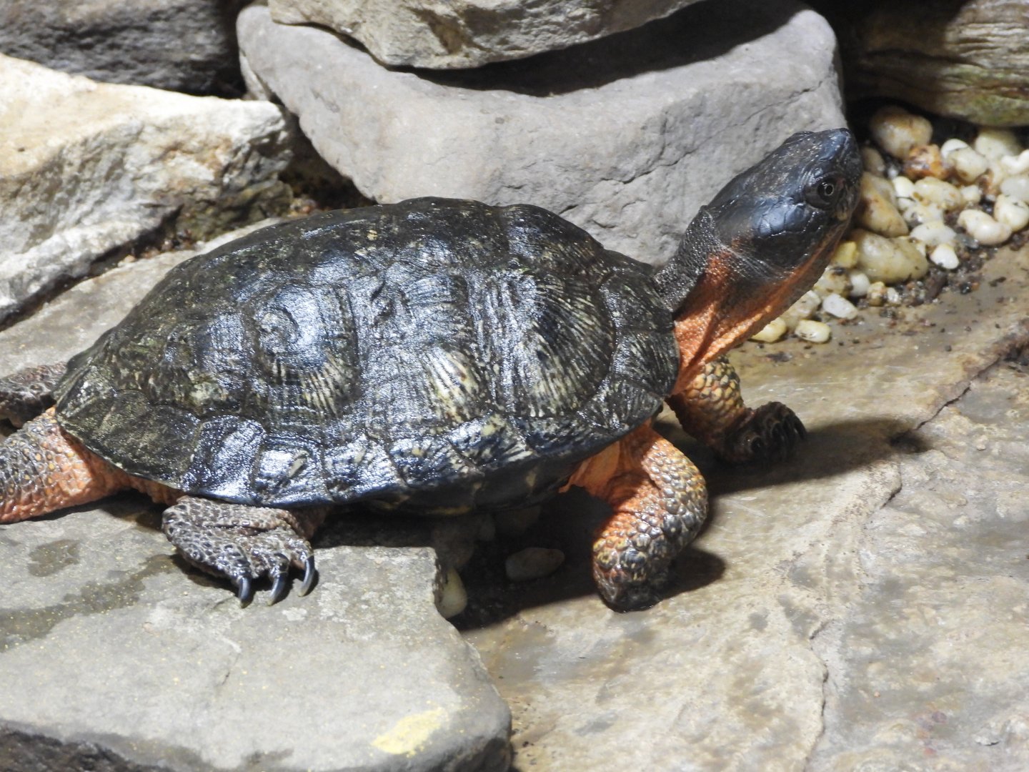 Wood turtle