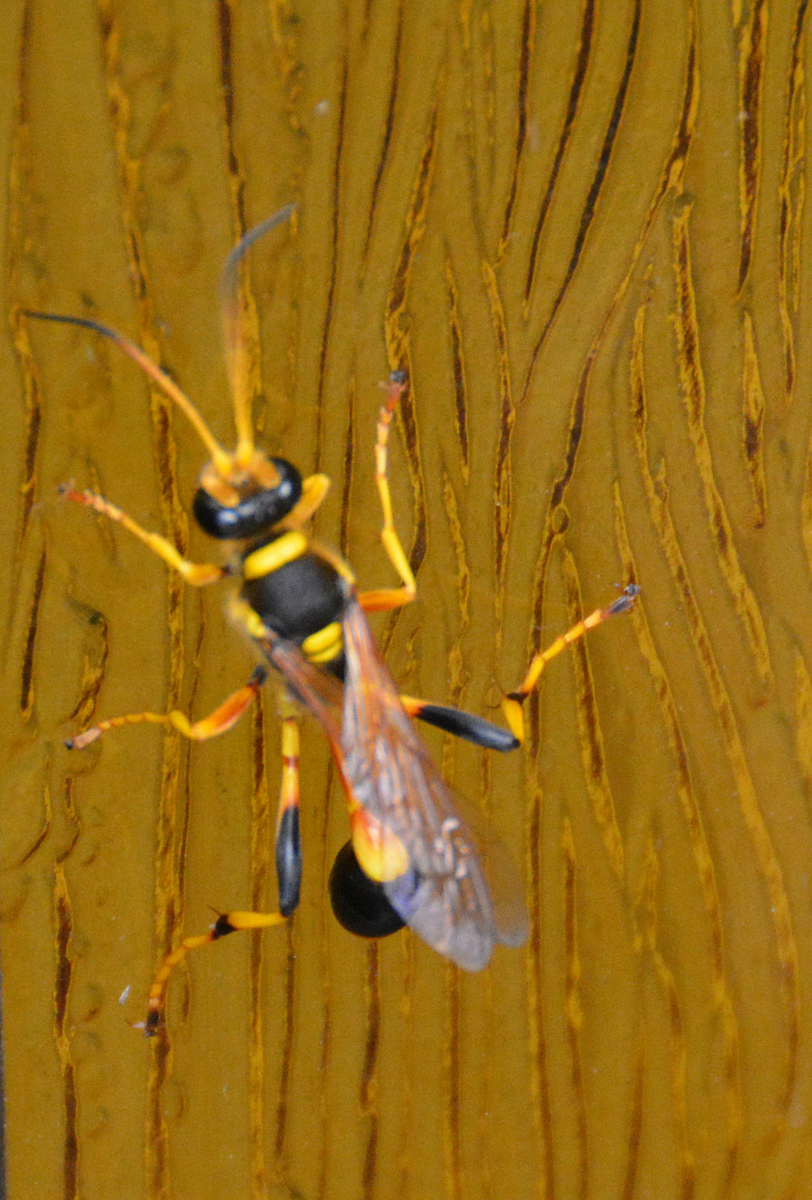 Wood wasp.