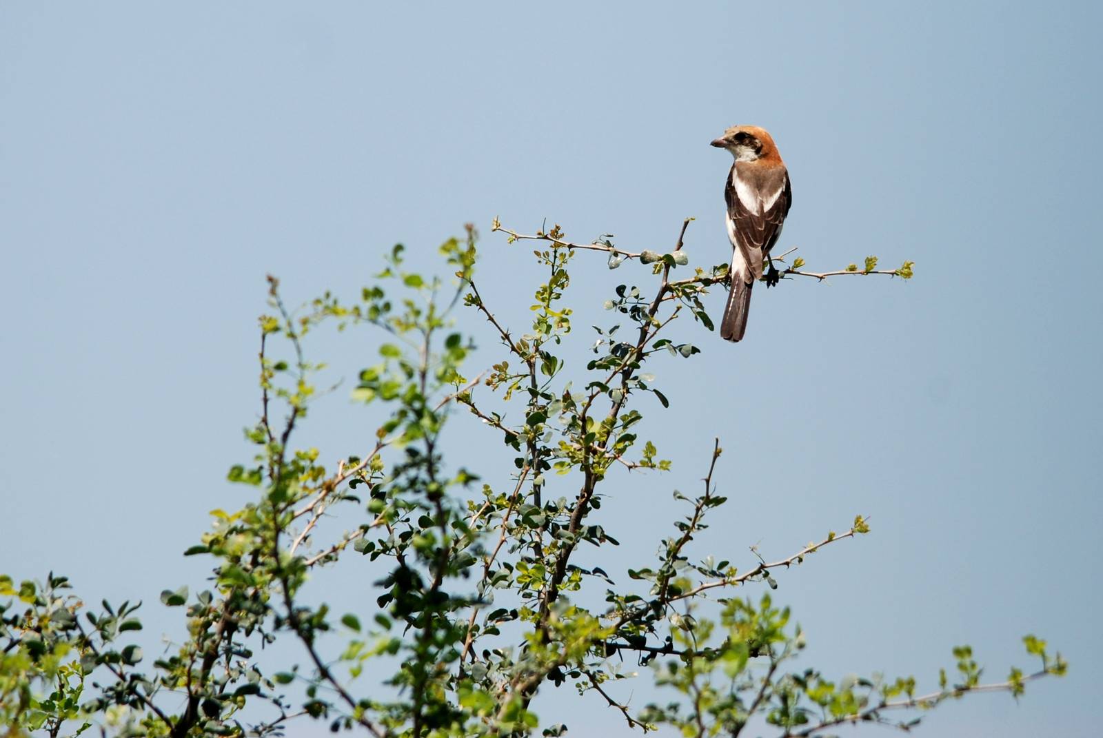 Woodchat Shrike in Awash NP, 12/10/14