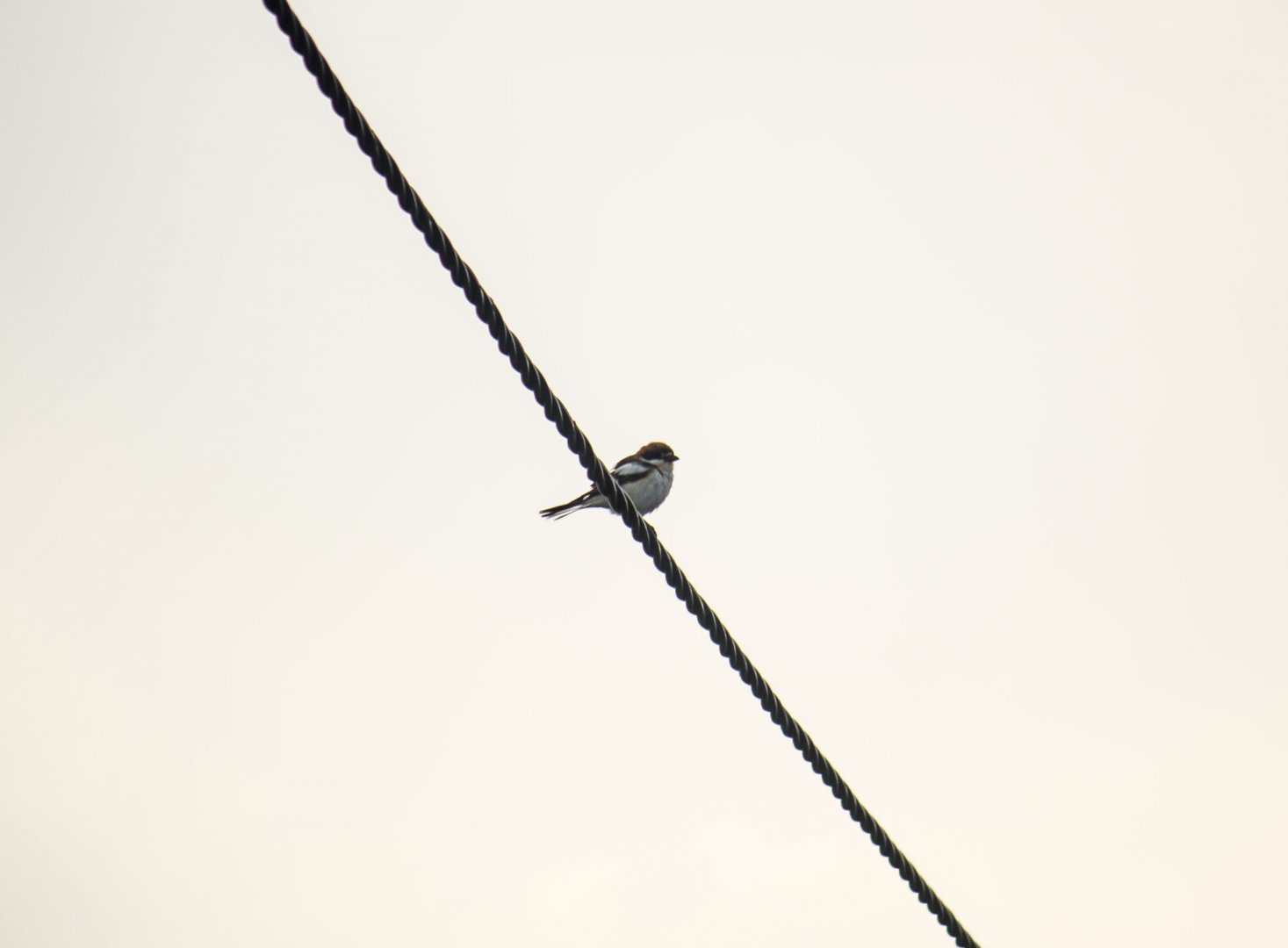 Woodchat shrike, Lanius senator