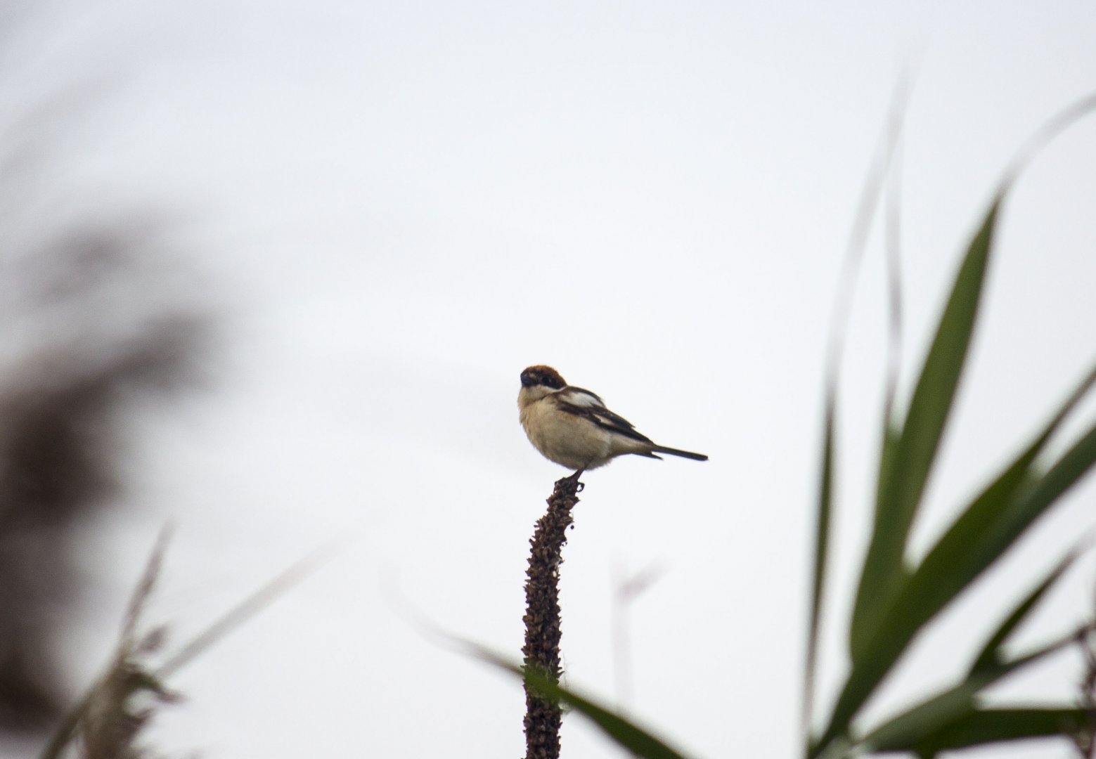 Woodchat shrike, Lanius senator