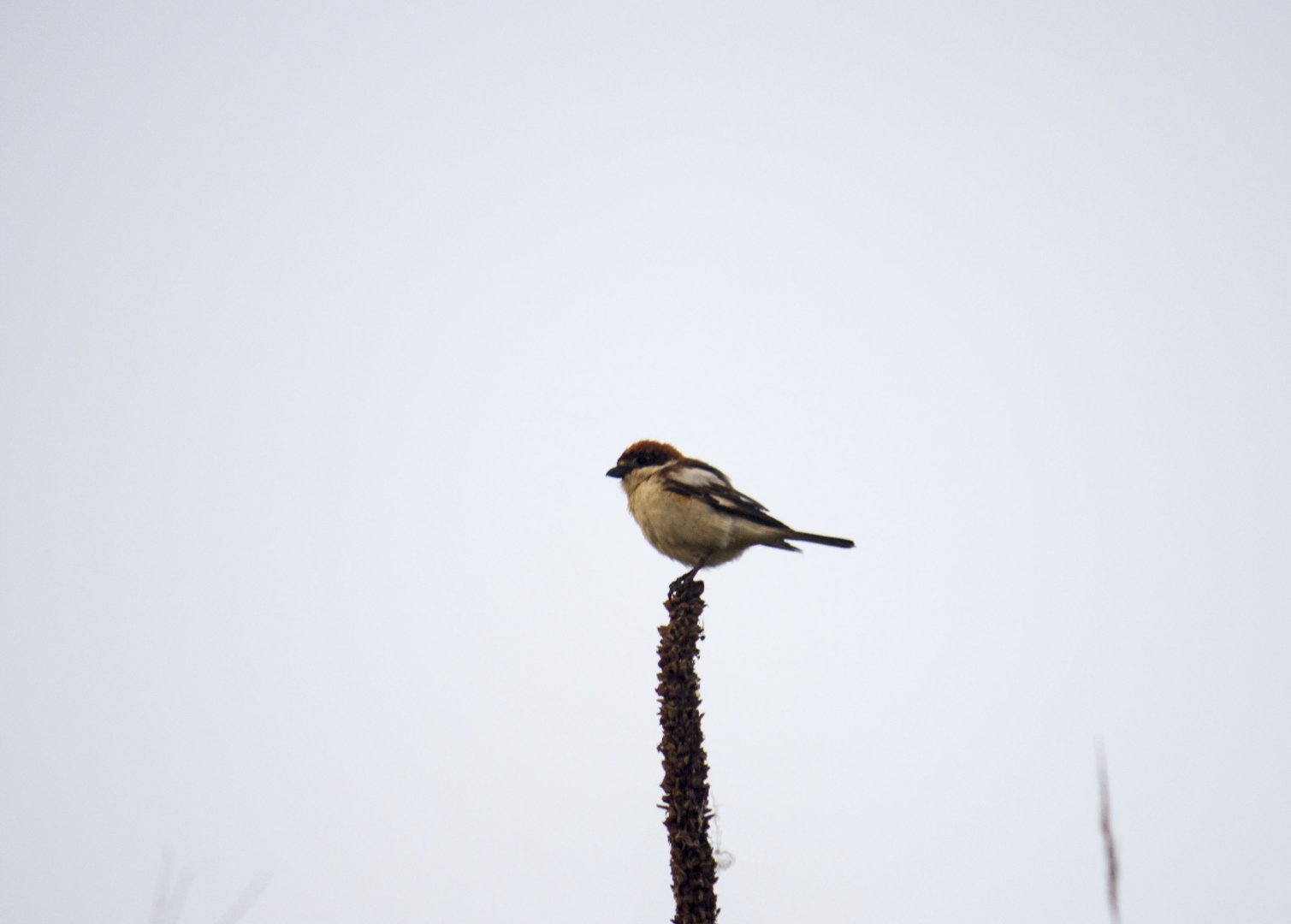 Woodchat shrike, Lanius senator