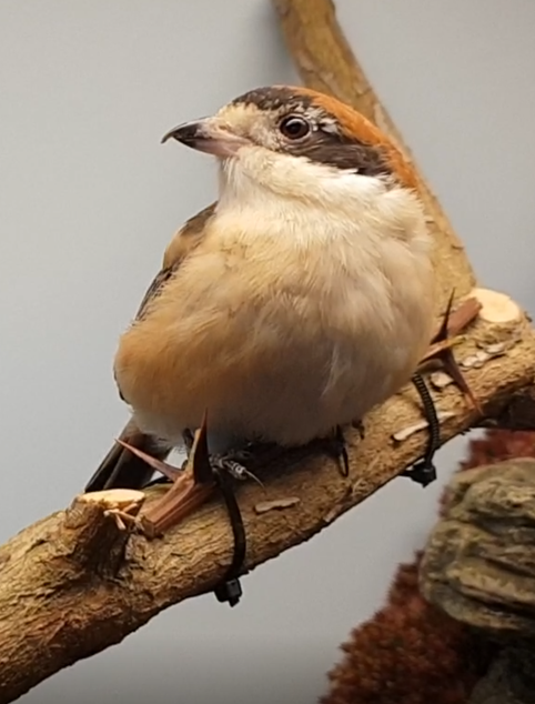 Woodchat shrike