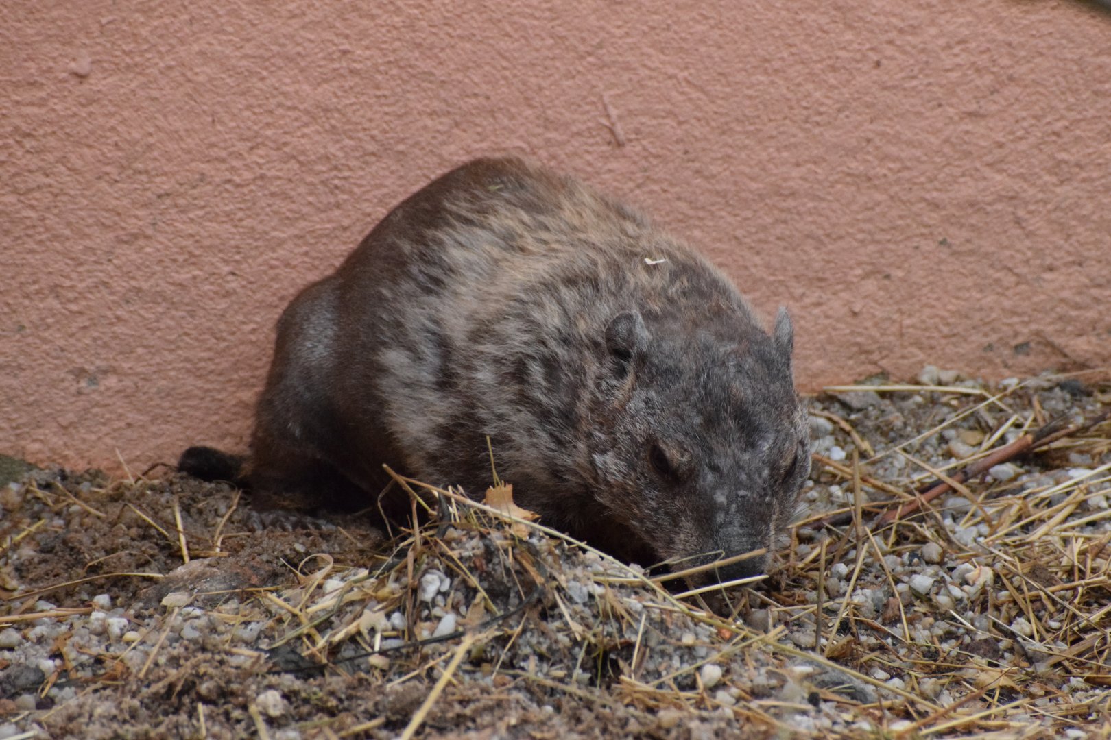 Woodchuck - Amerika-Tierpark Limbach-Oberfrohna