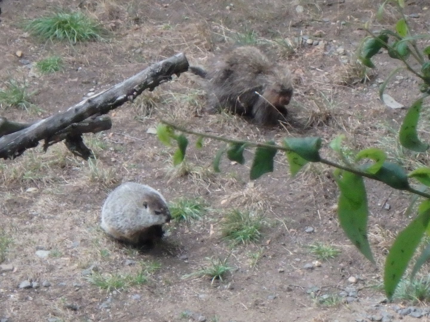 Woodchuck and North American porcupine