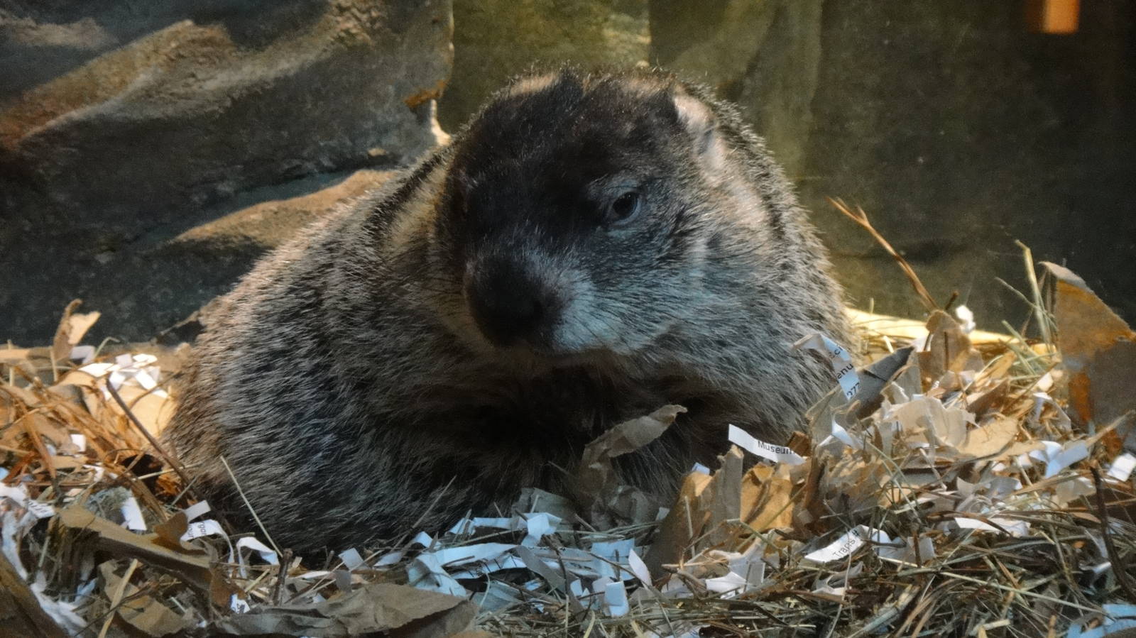 Woodchuck at Museum of life and science 2015-1-31