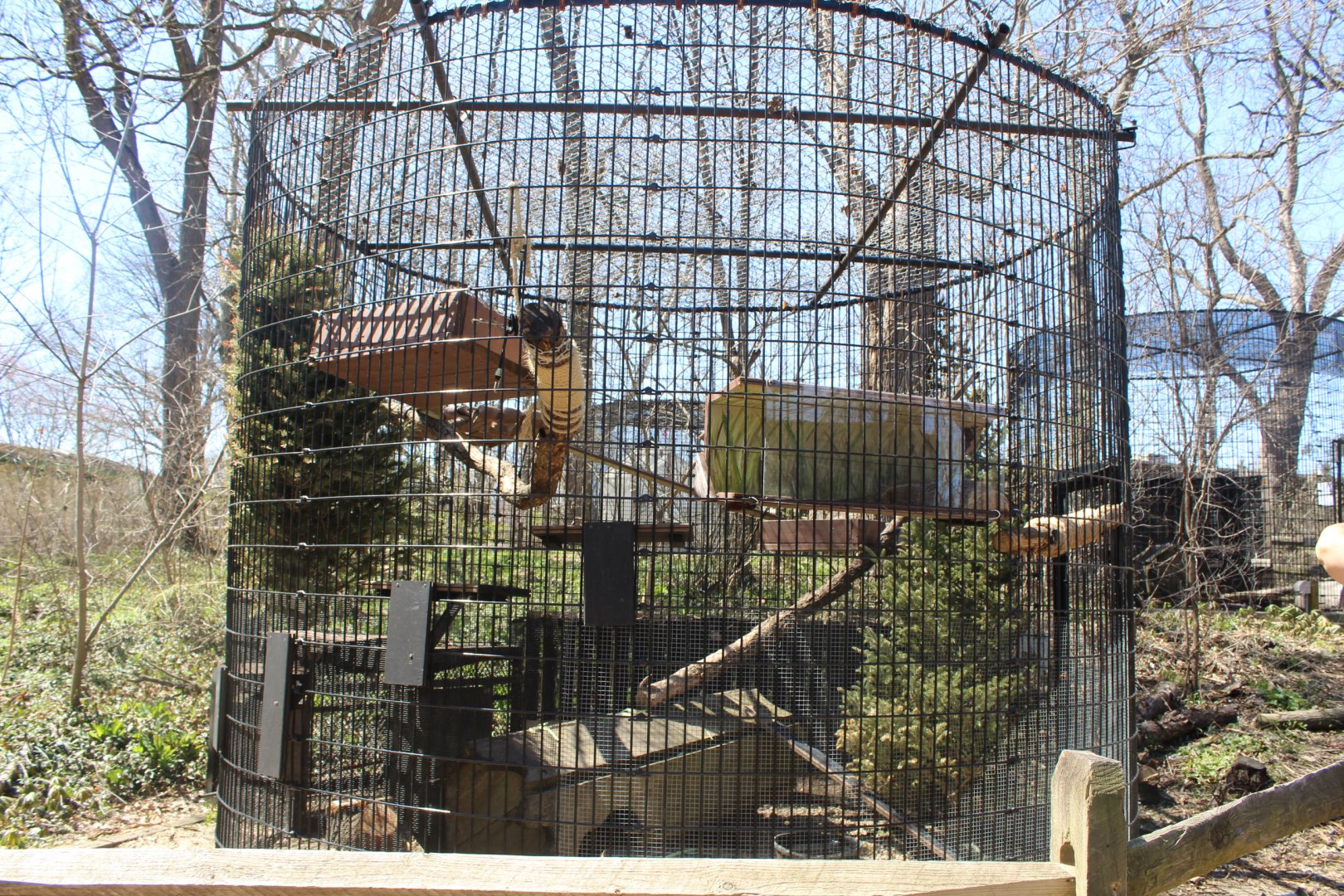 Woodchuck Cage