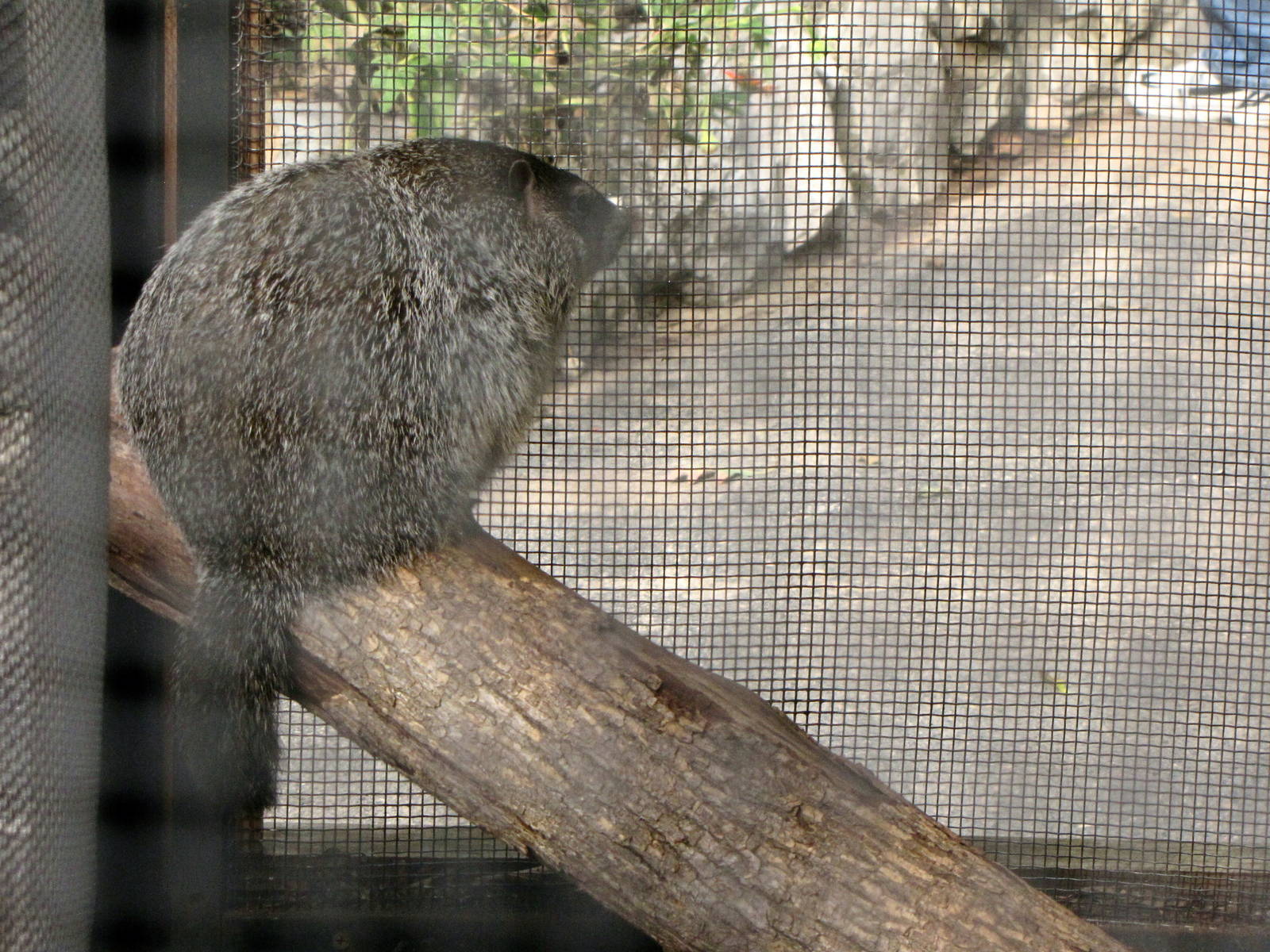 Woodchuck - Children's Zoo