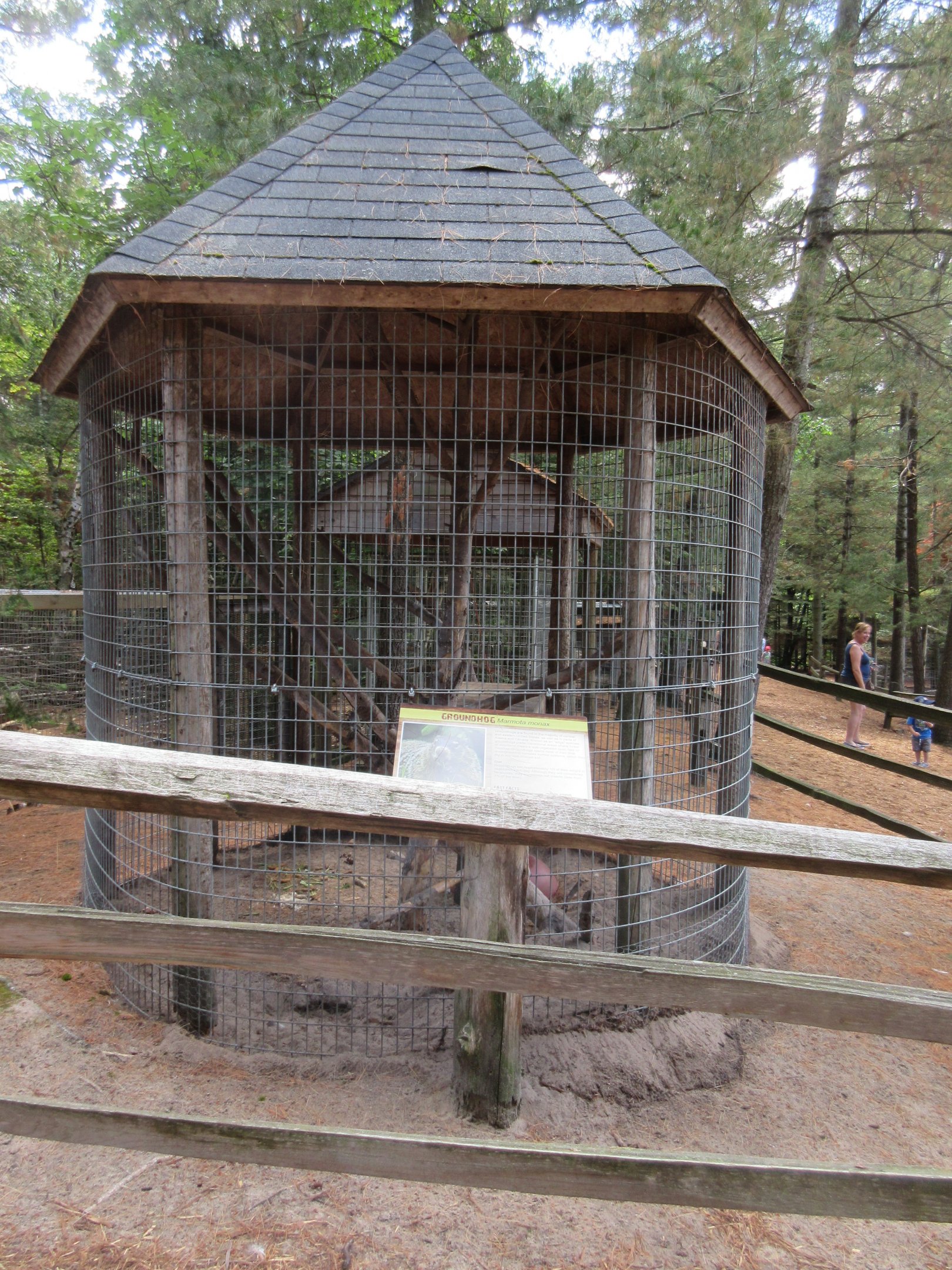 Woodchuck Exhibit (an albino specimen)