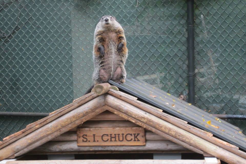 Woodchuck / Groundhog