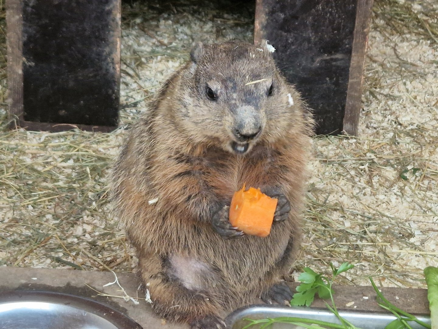 Woodchuck, Limbach-Oberfrohna