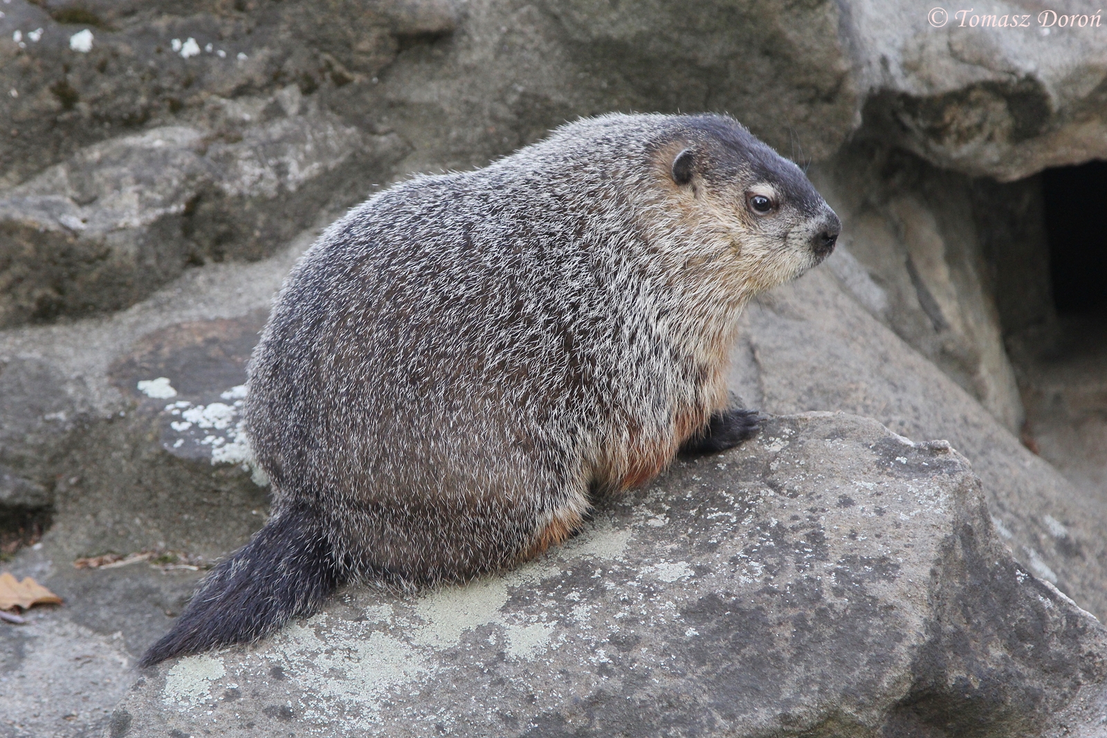 Woodchuck (Marmota monax), August 2015